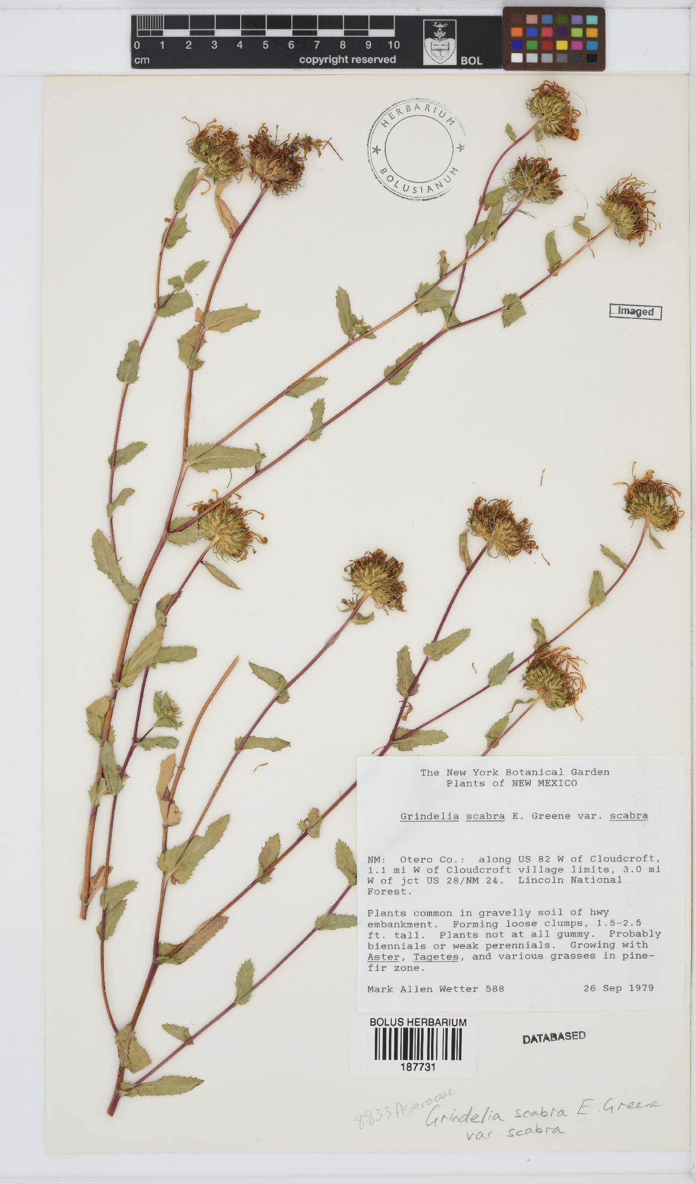 Grindelia scabra image