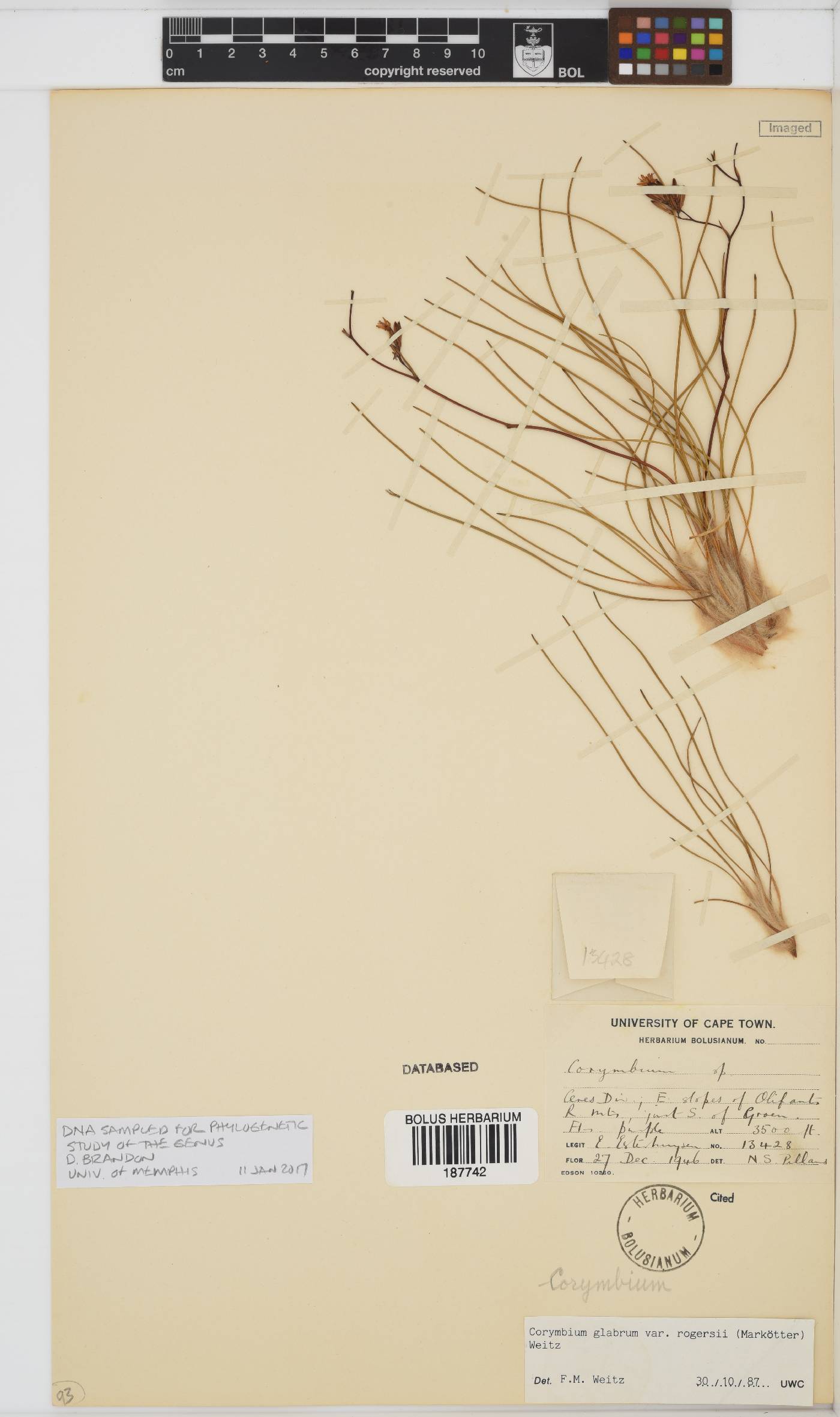 Corymbium glabrum var. rogersii image