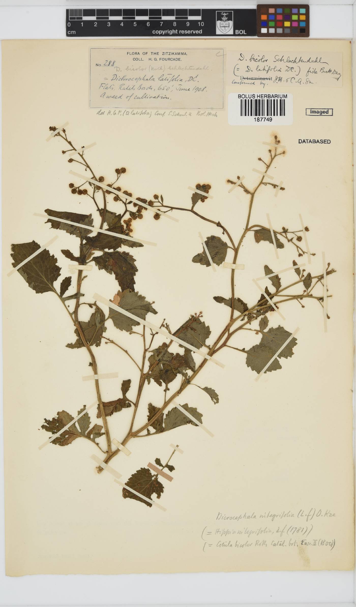 Dichrocephala integrifolia subsp. integrifolia image