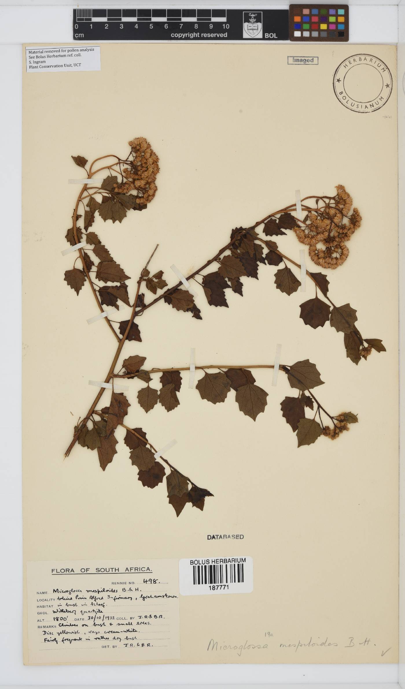 Microglossa mespilifolia image