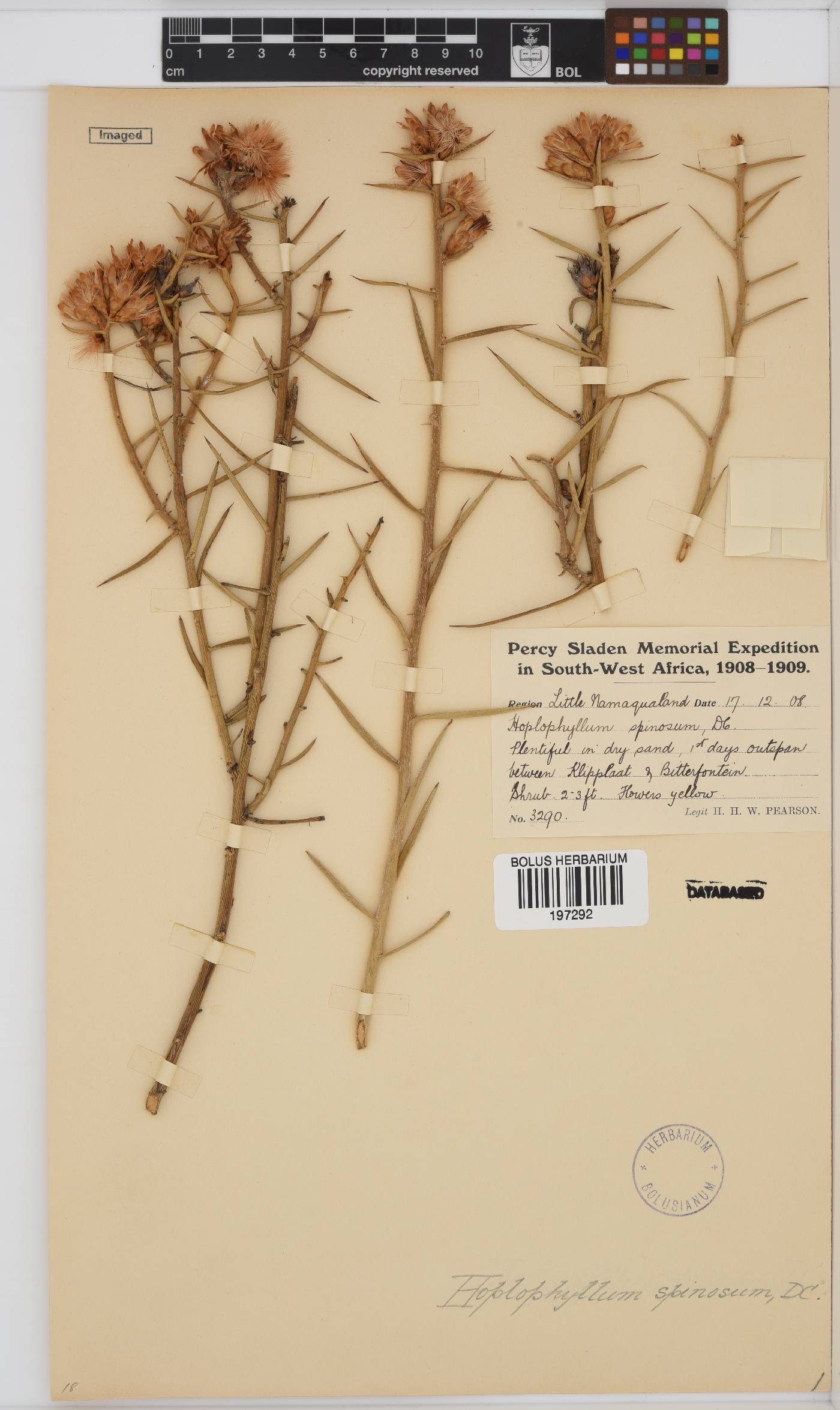 Hoplophyllum spinosum image
