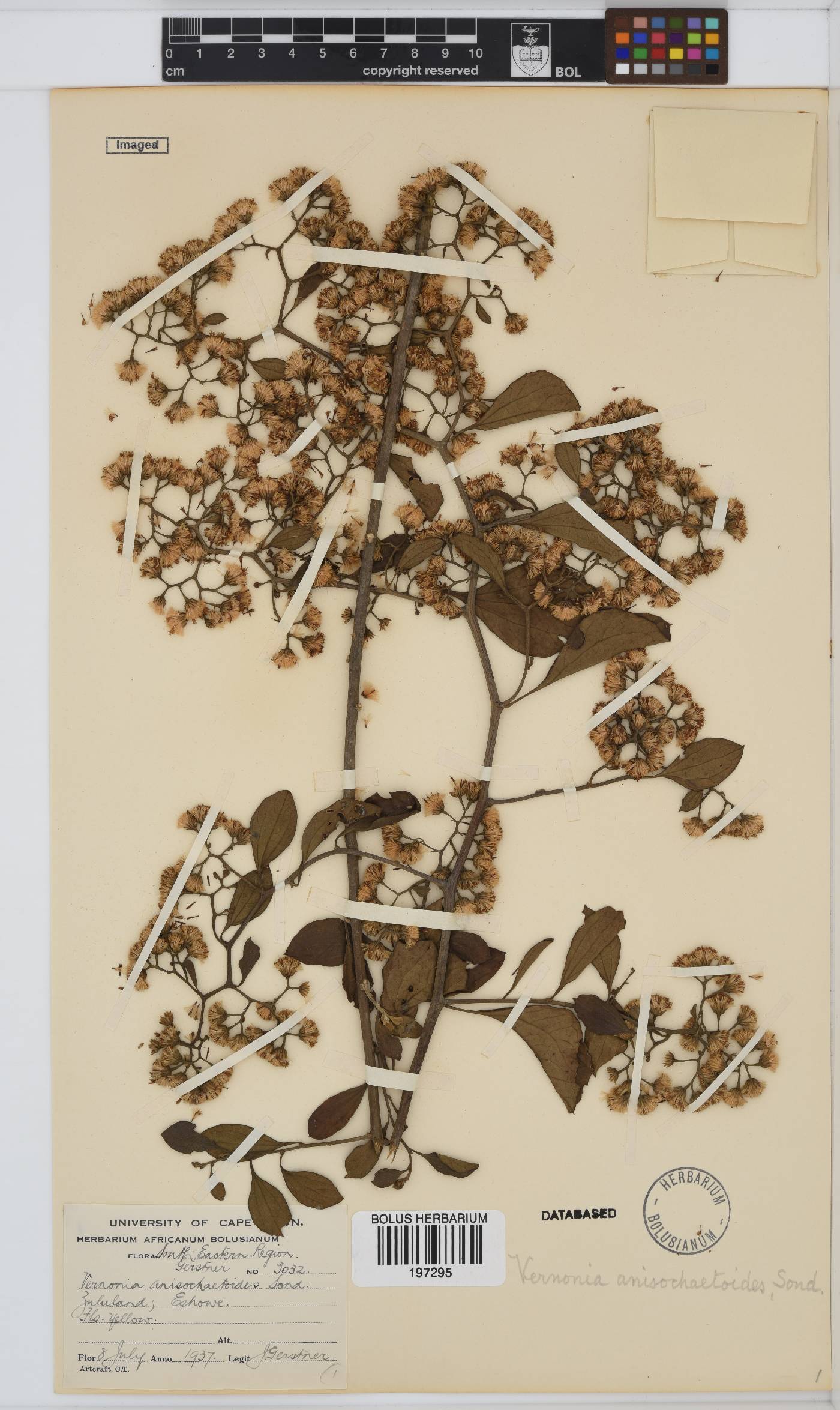 Distephanus anisochaetoides image