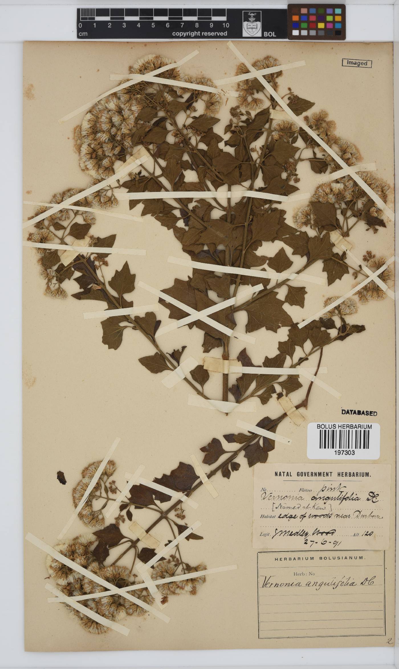 Distephanus angulifolius image
