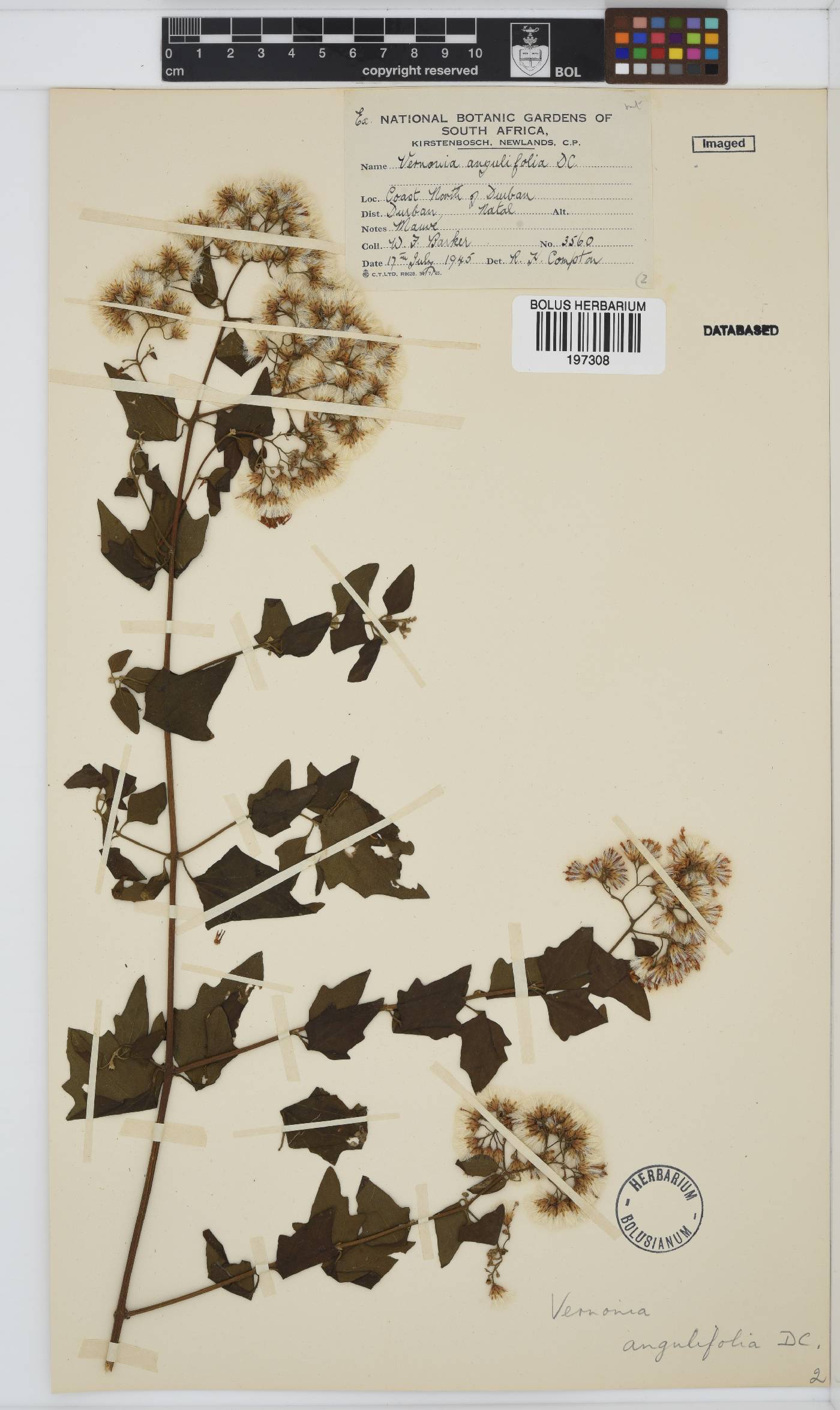 Distephanus angulifolius image