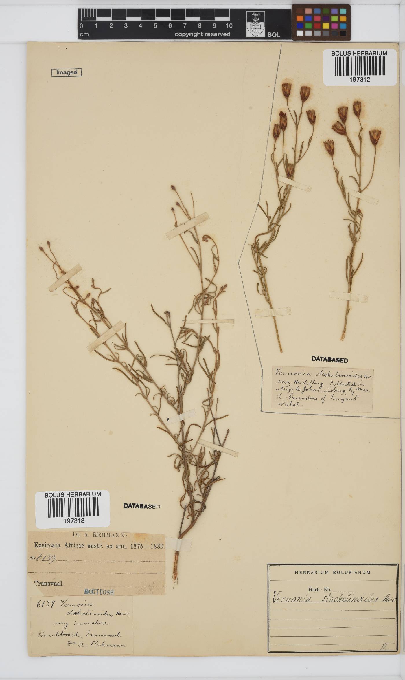 Oocephala image