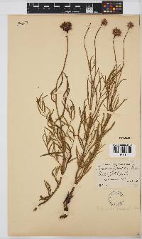 Parapolydora gerrardii image