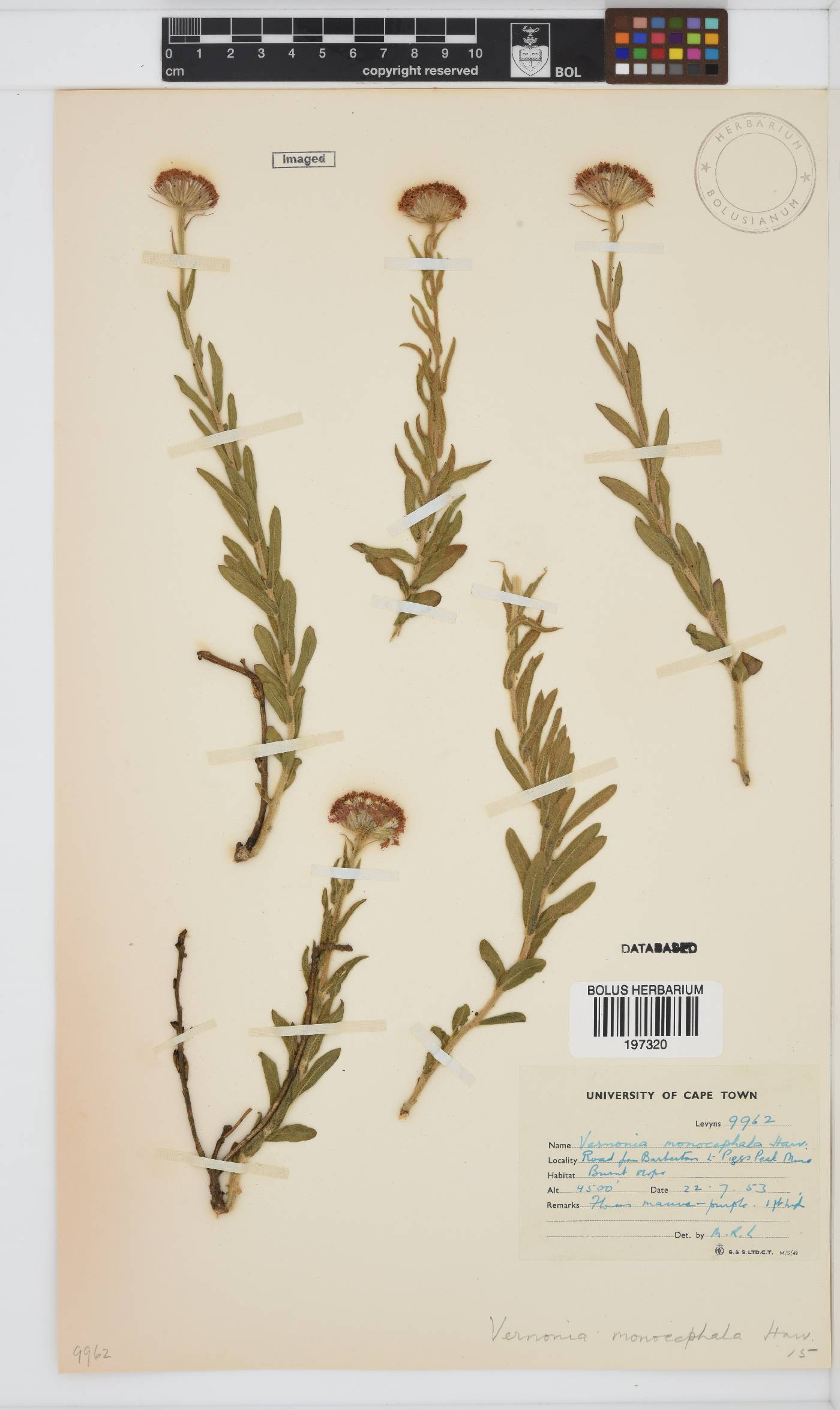 Pseudopegolettia tenella image
