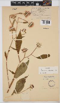 Baccharoides anthelmintica image