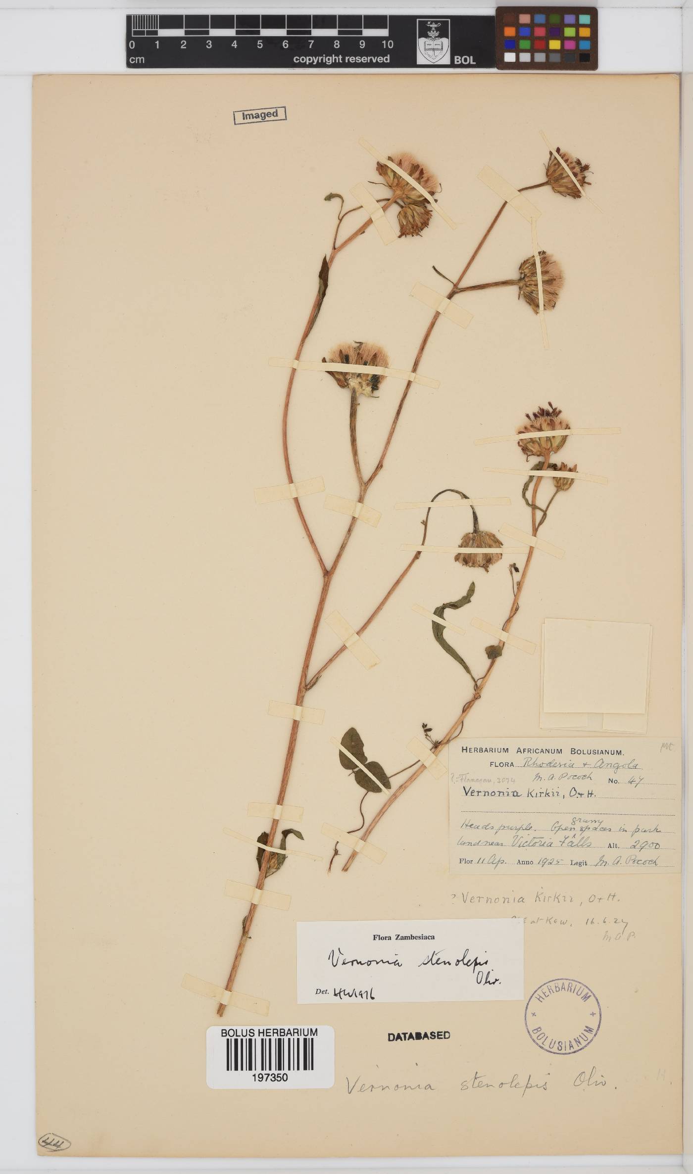 Baccharoides anthelmintica image