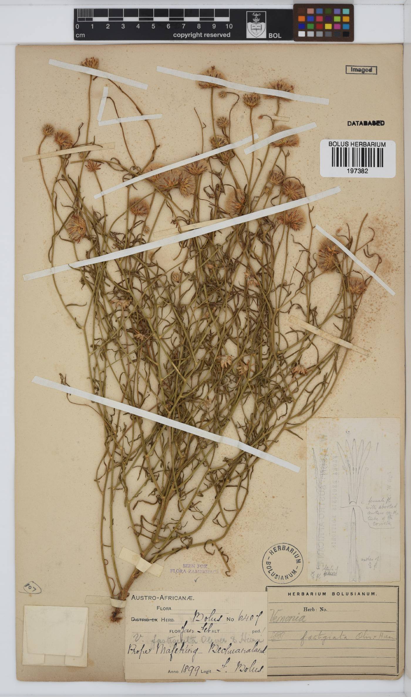 Parapolydora image
