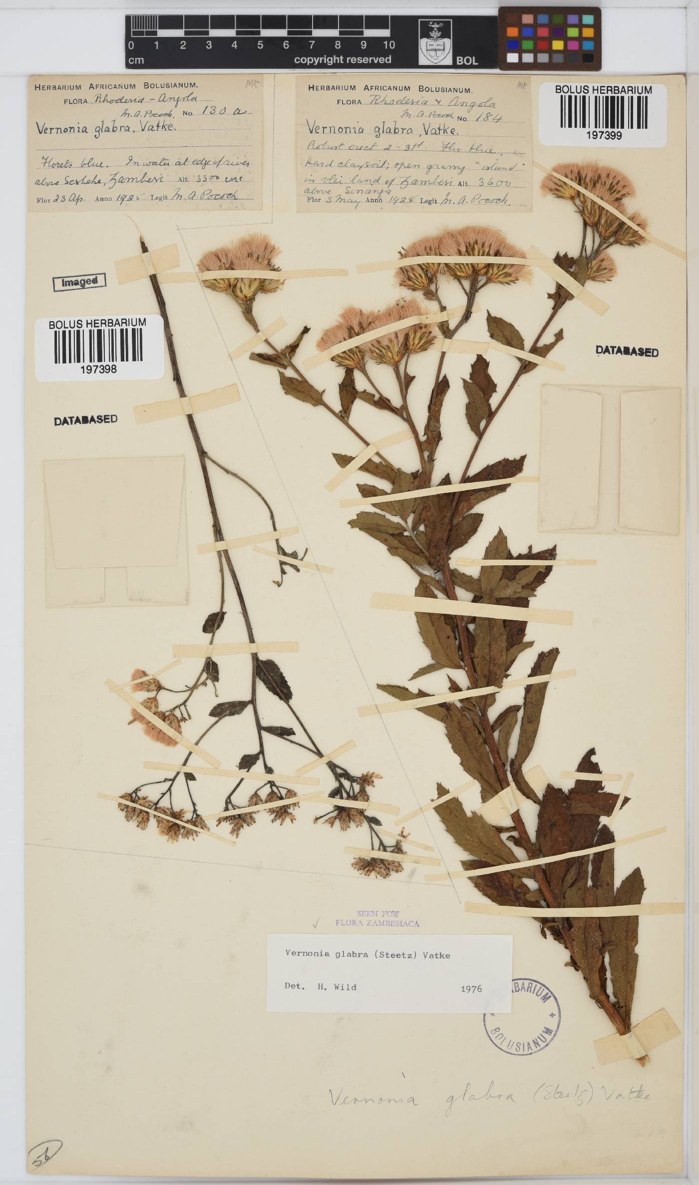 Linzia glabra image