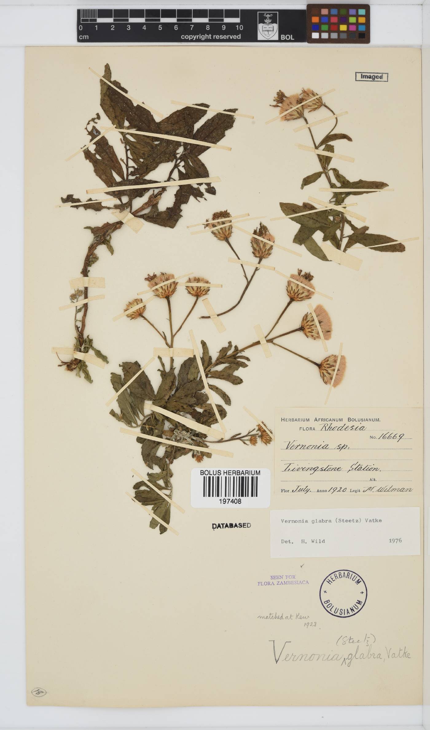 Linzia glabra image