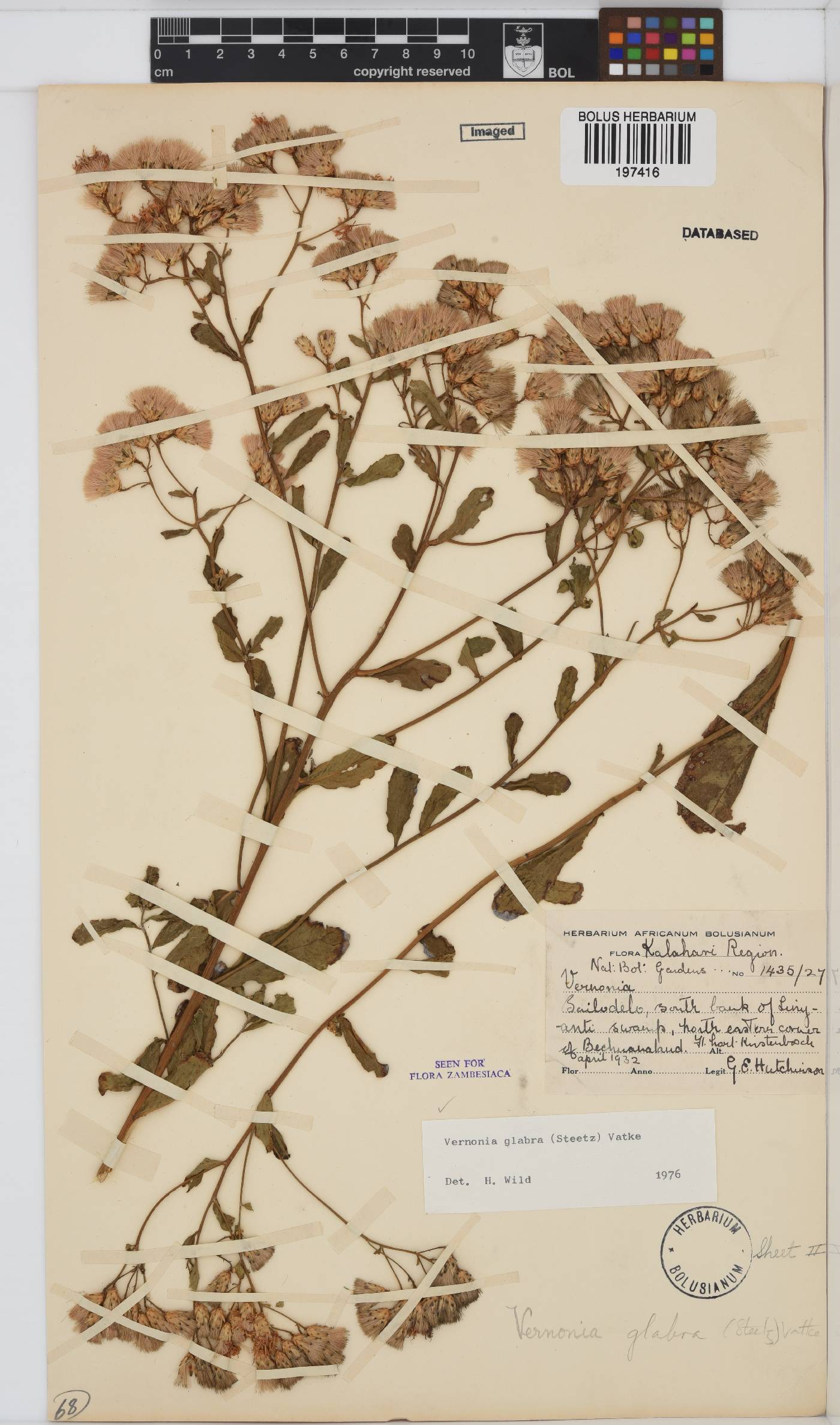 Linzia glabra image