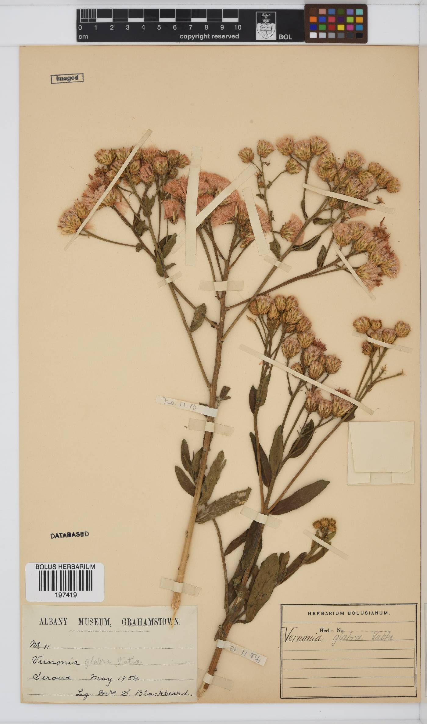 Linzia glabra image