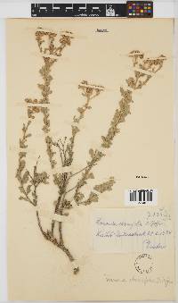 Namibithamnus obionifolius image