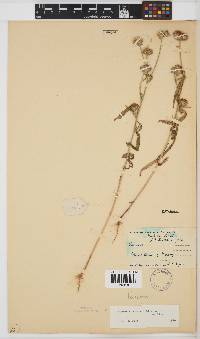 Vernoniastrum latifolium image