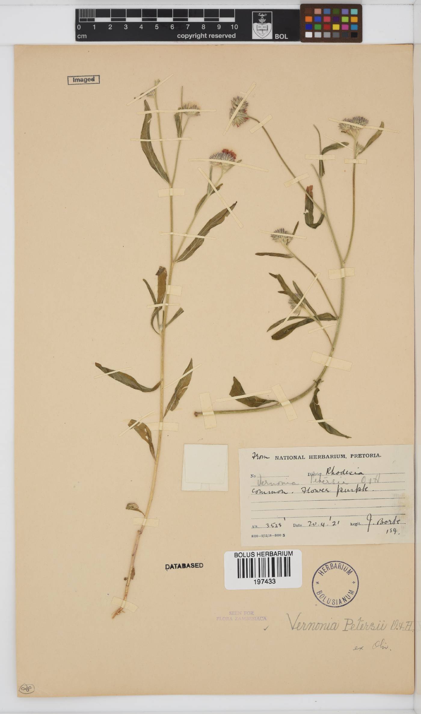 Vernoniastrum latifolium image