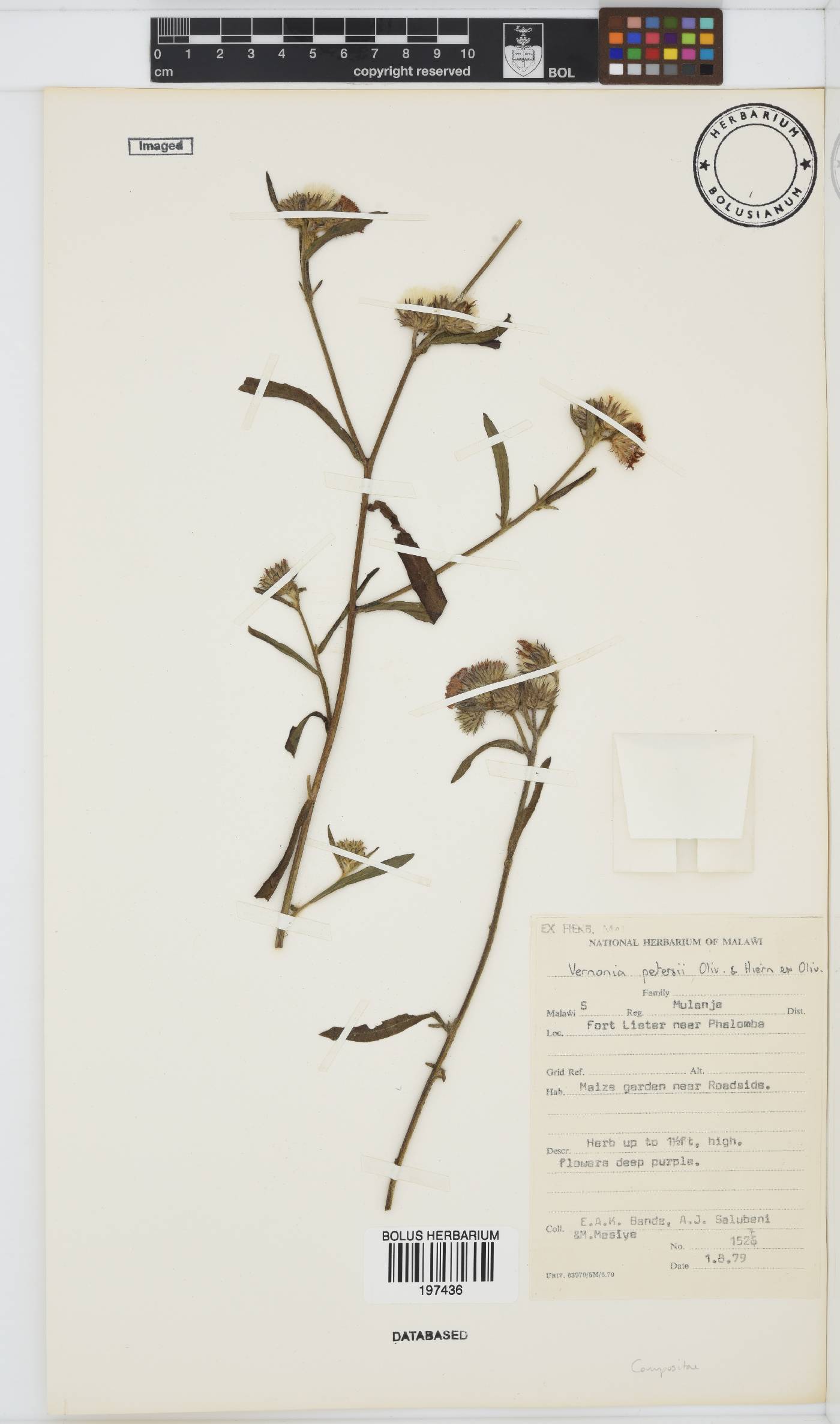 Vernoniastrum latifolium image