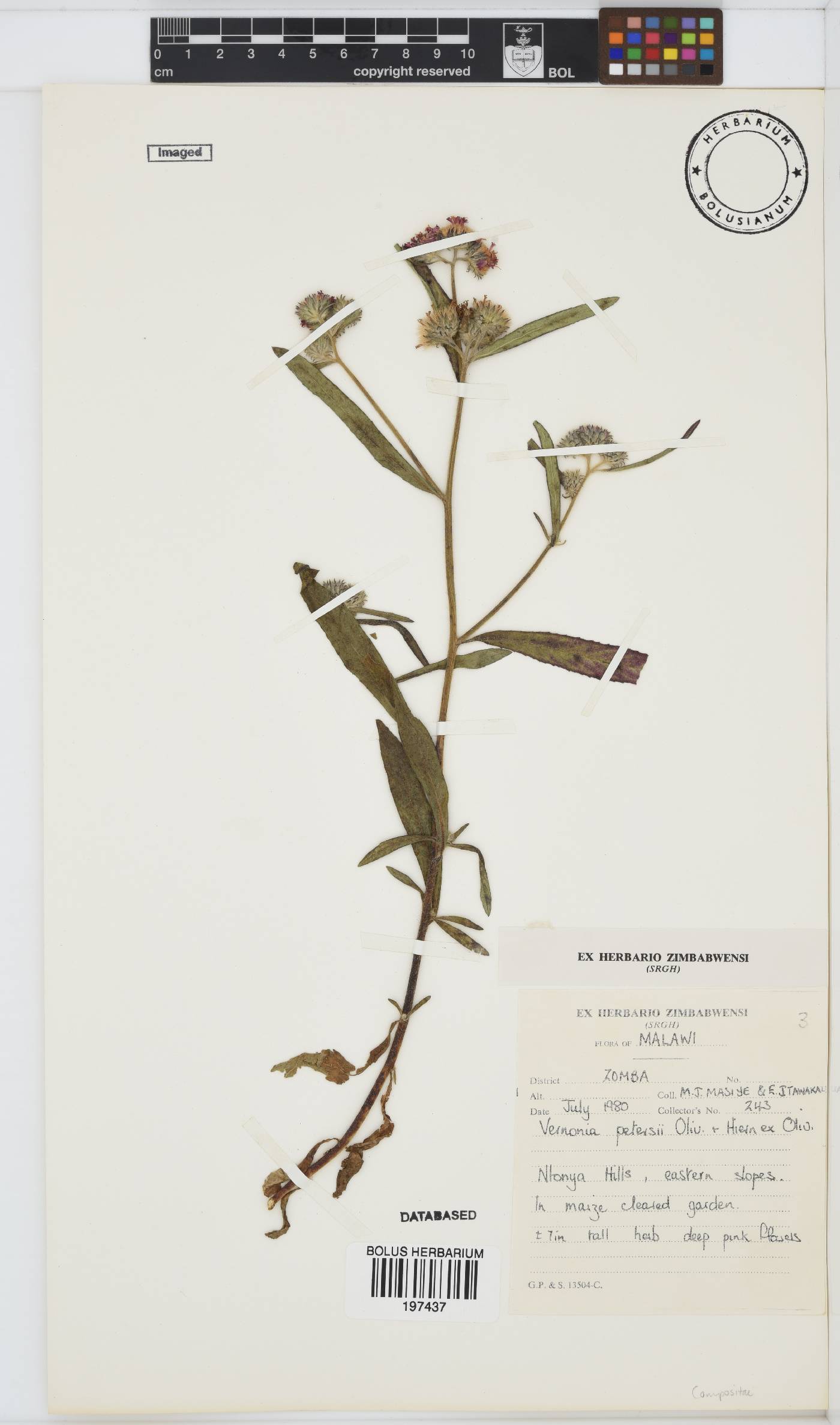 Vernoniastrum latifolium image