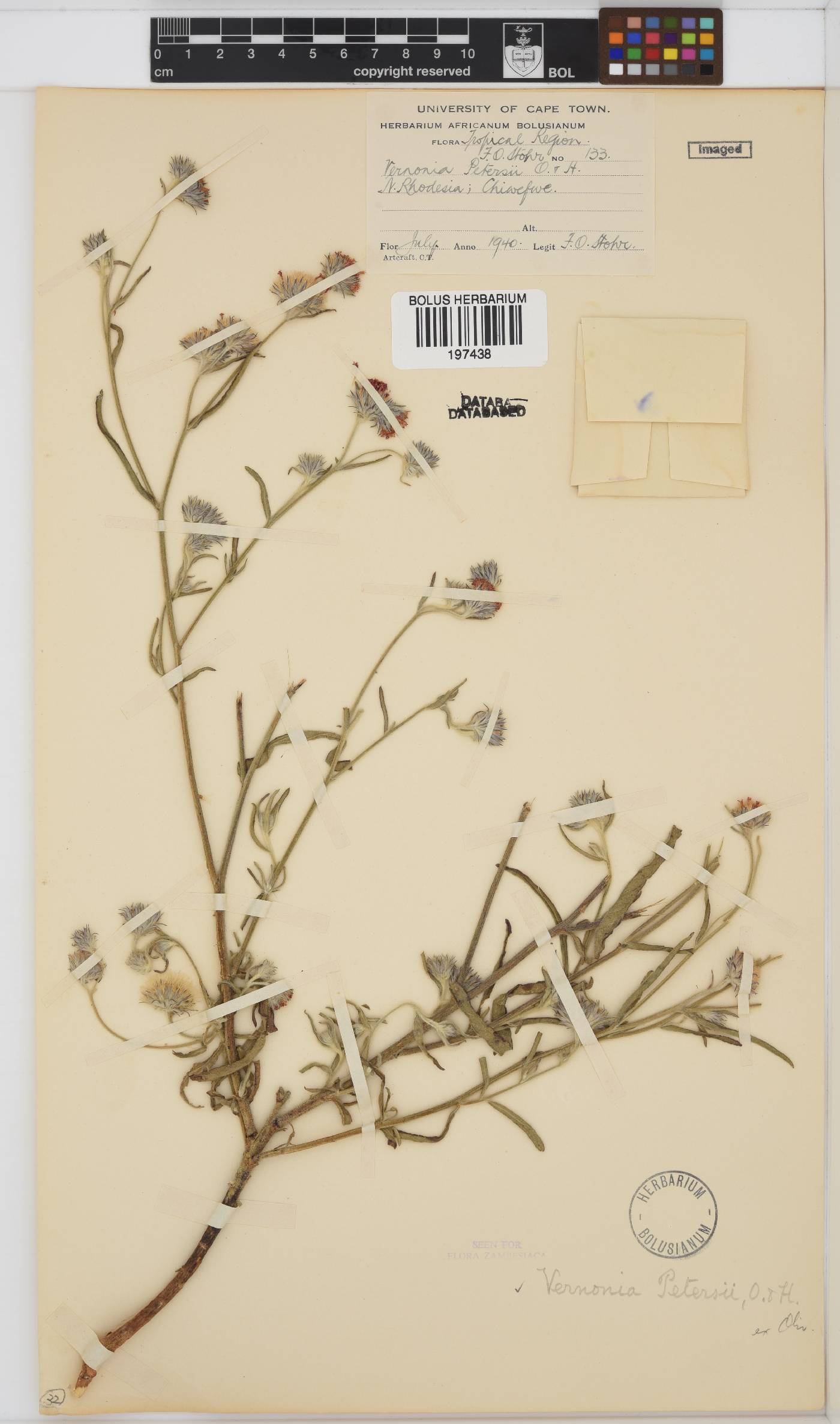 Vernoniastrum image
