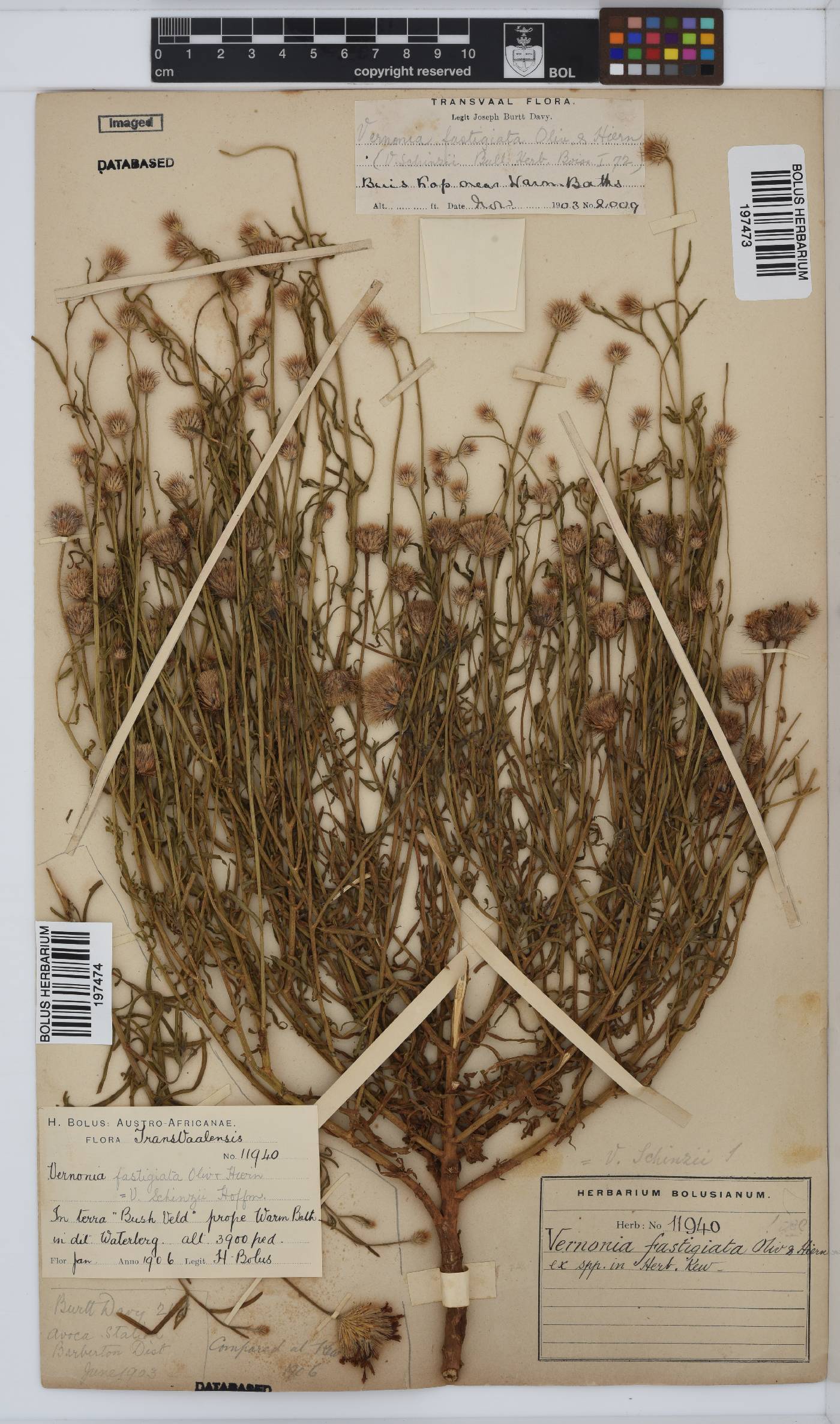Parapolydora fastigiata image