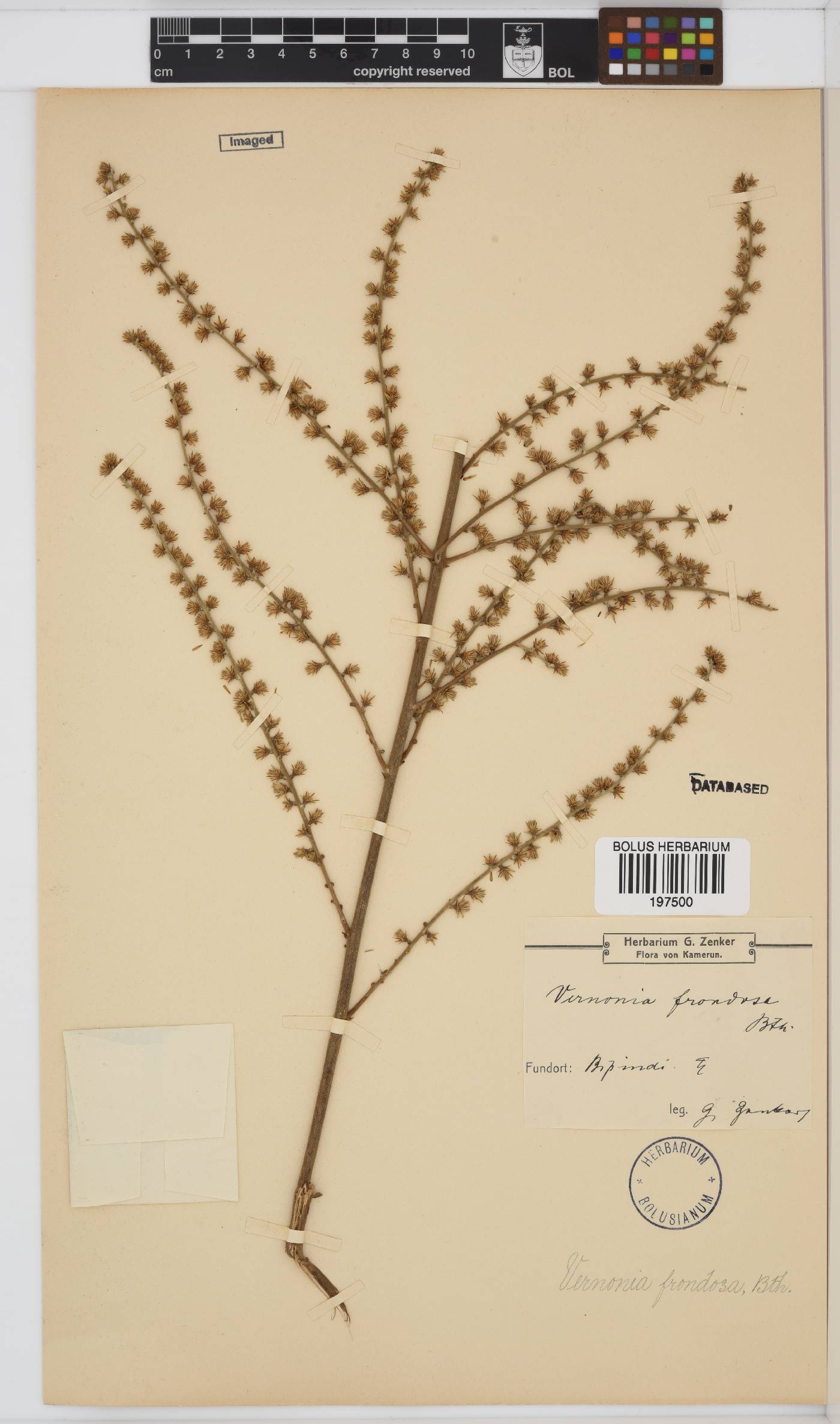 Brenandendron frondosum image