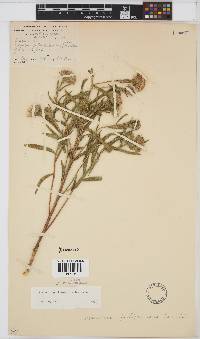 Image of Vernonia miamensis