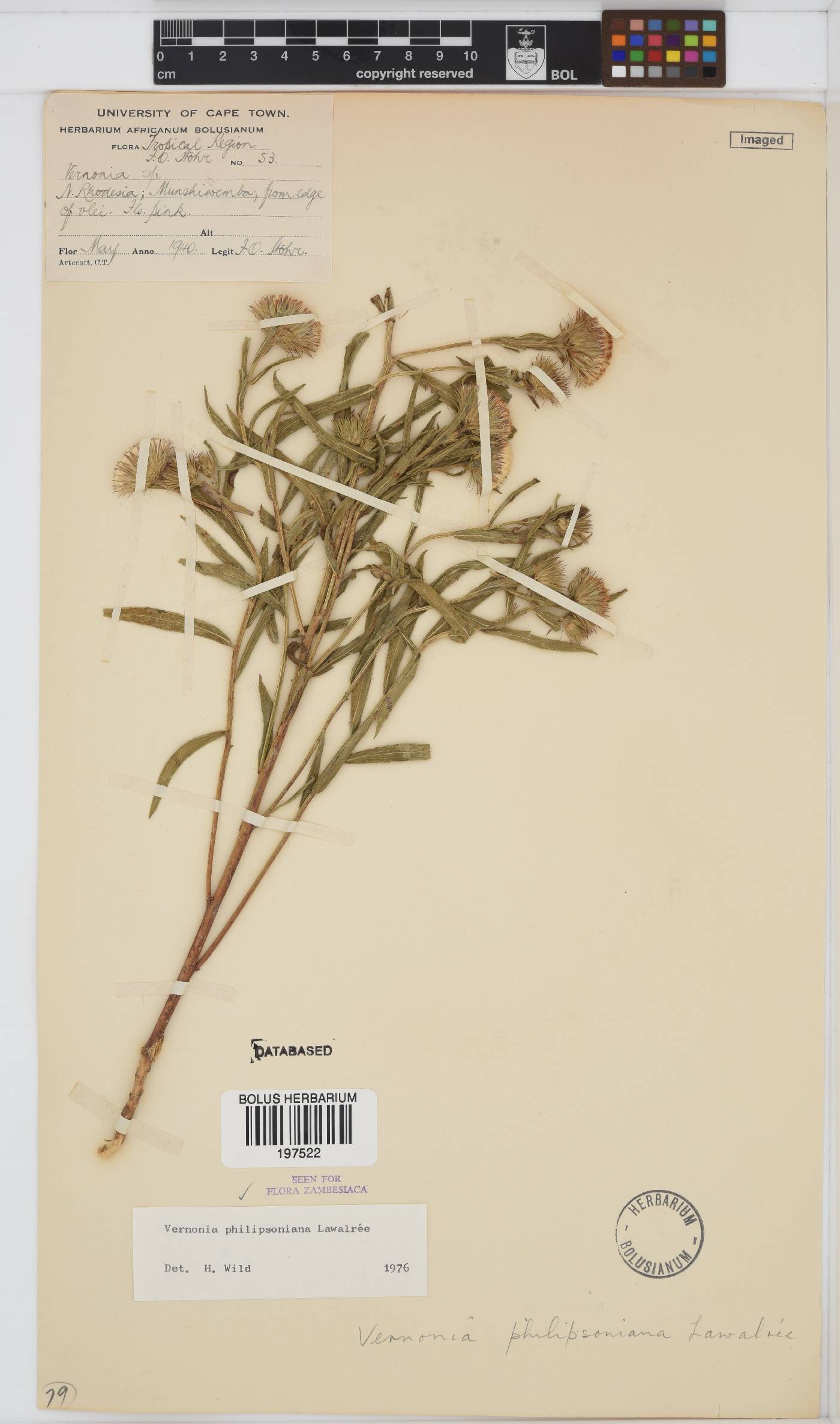 Vernonia miamensis image