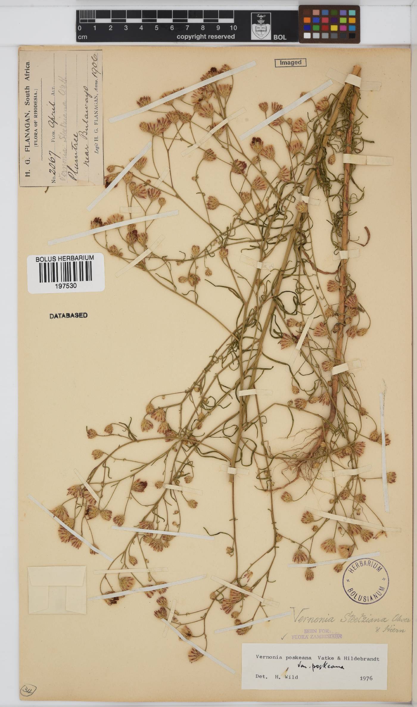 Polydora angustifolia image