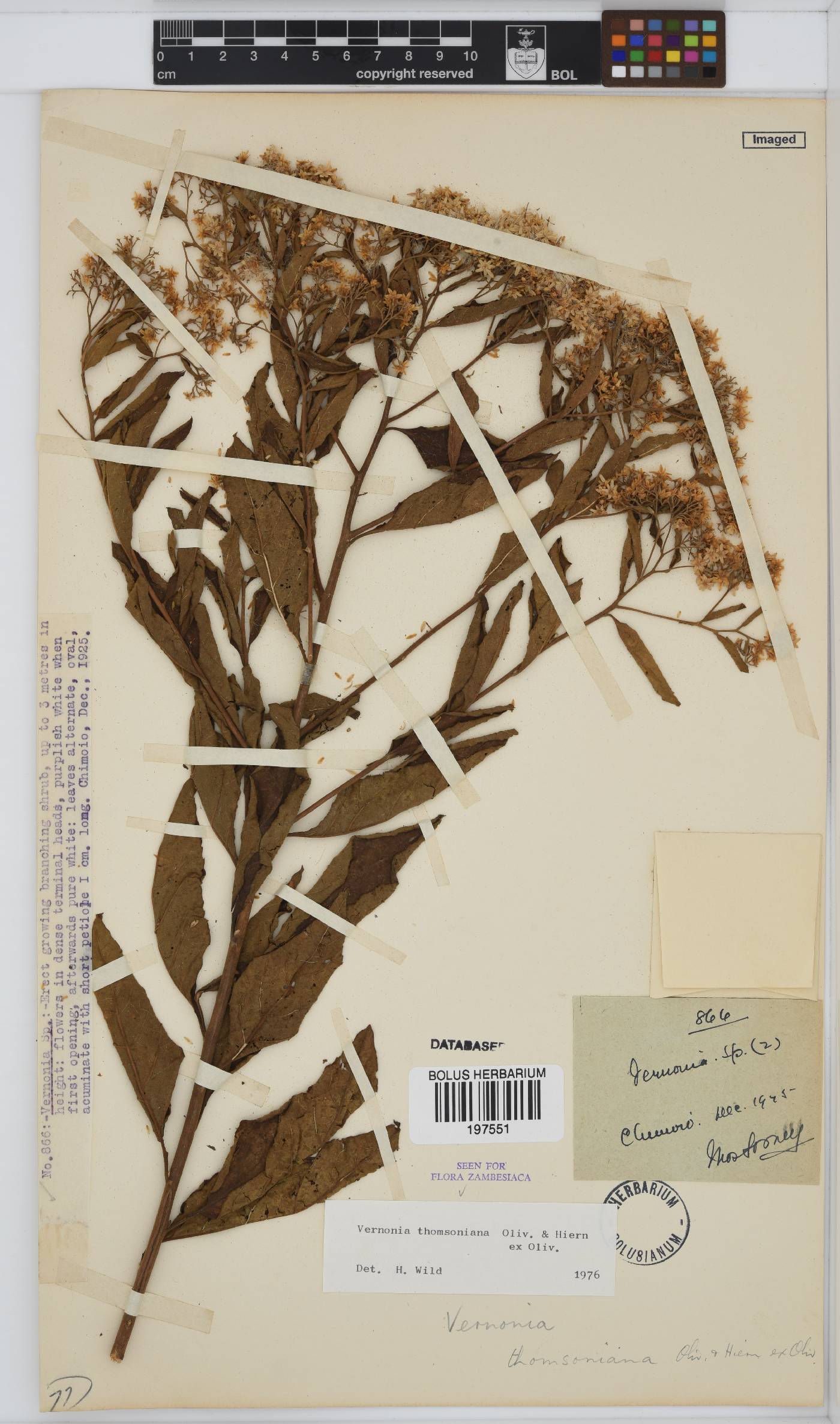 Gymnanthemum thomsonianum image