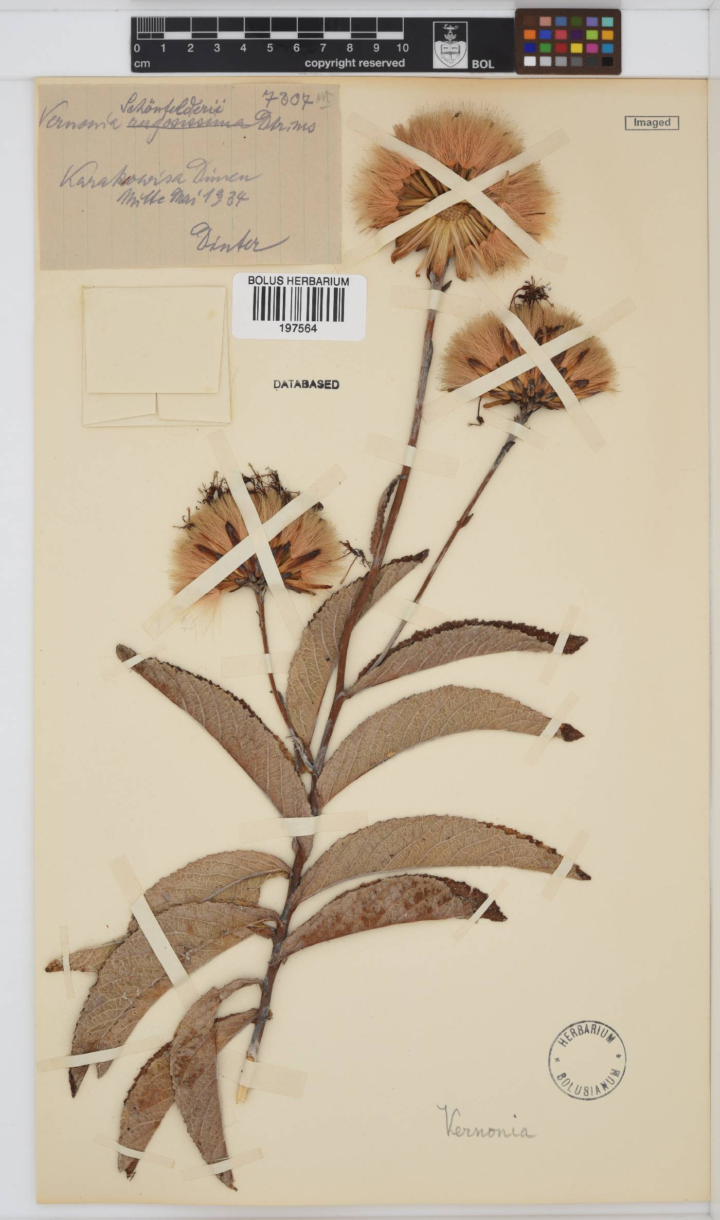 Vernonia image