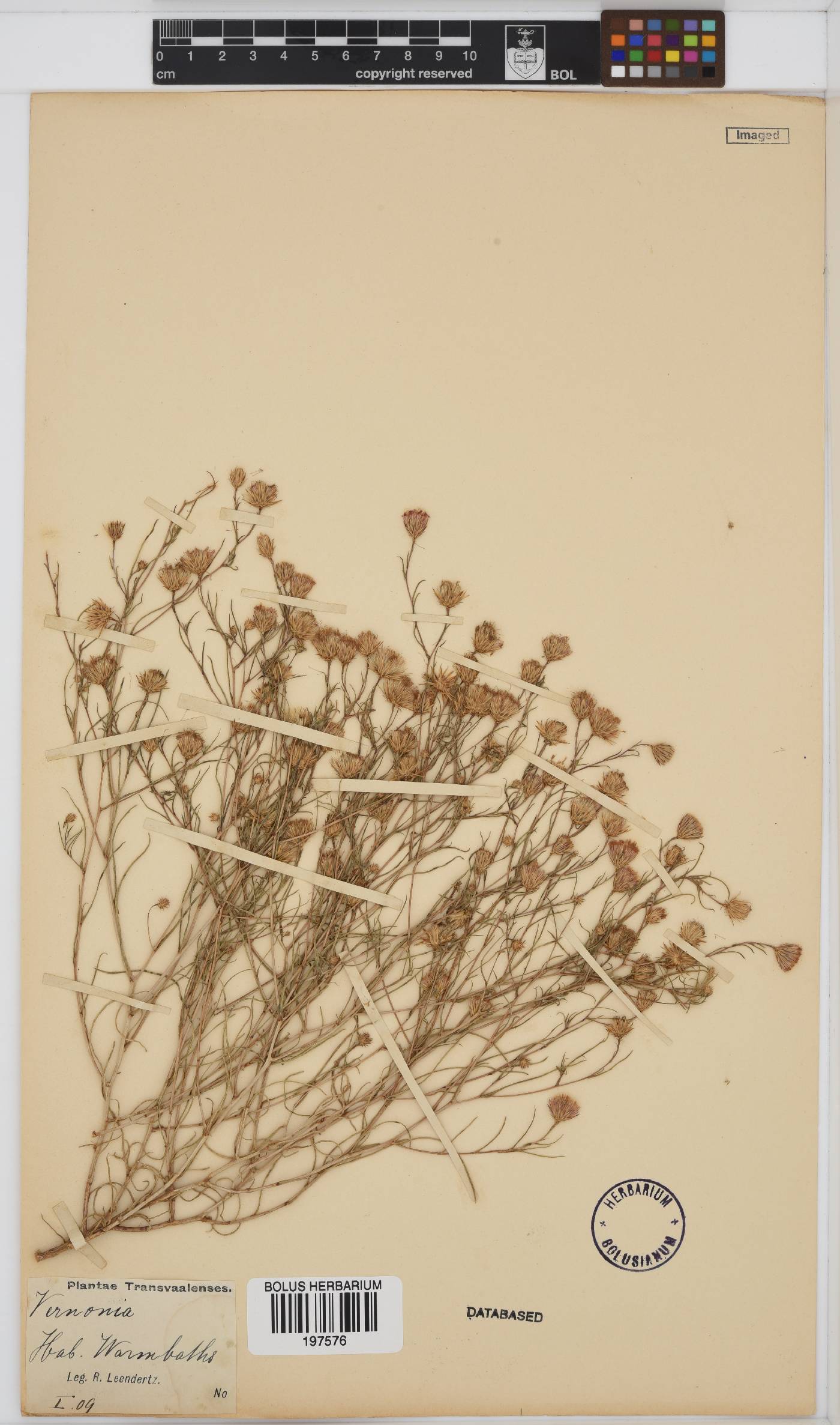 Vernonia image