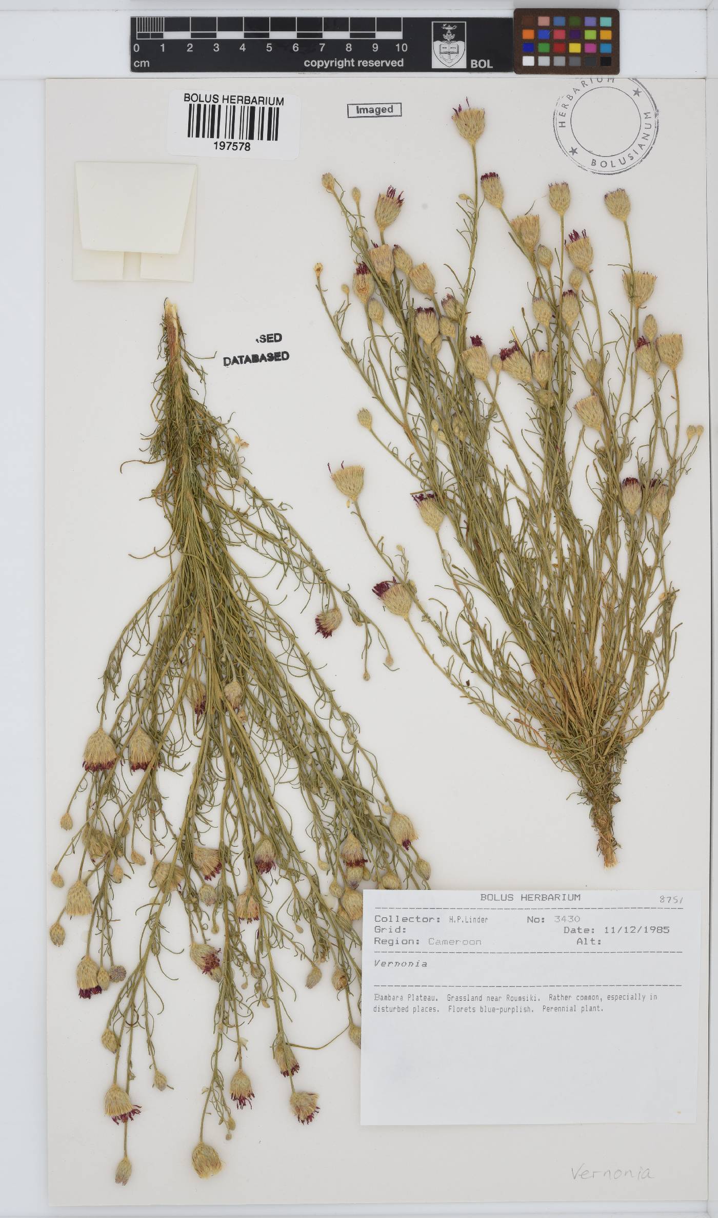 Vernonia image