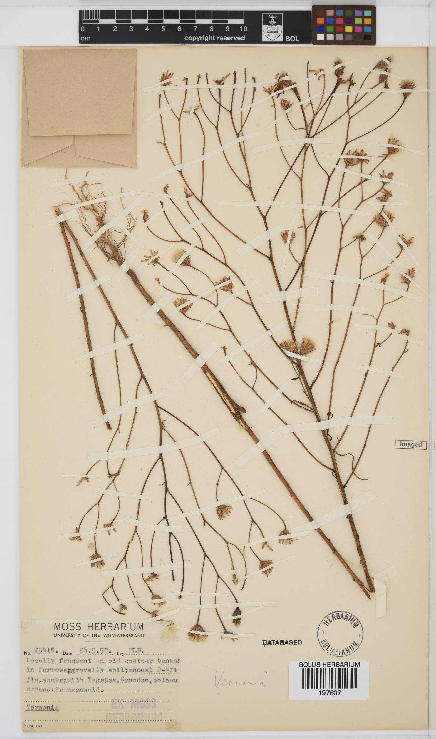 Vernonia image