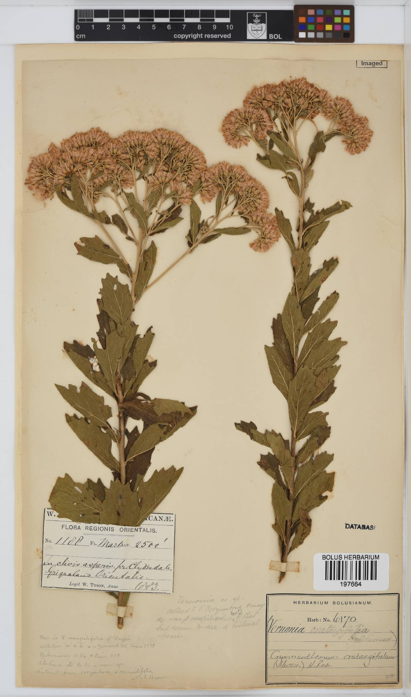 Gymnanthemum crataegifolium image