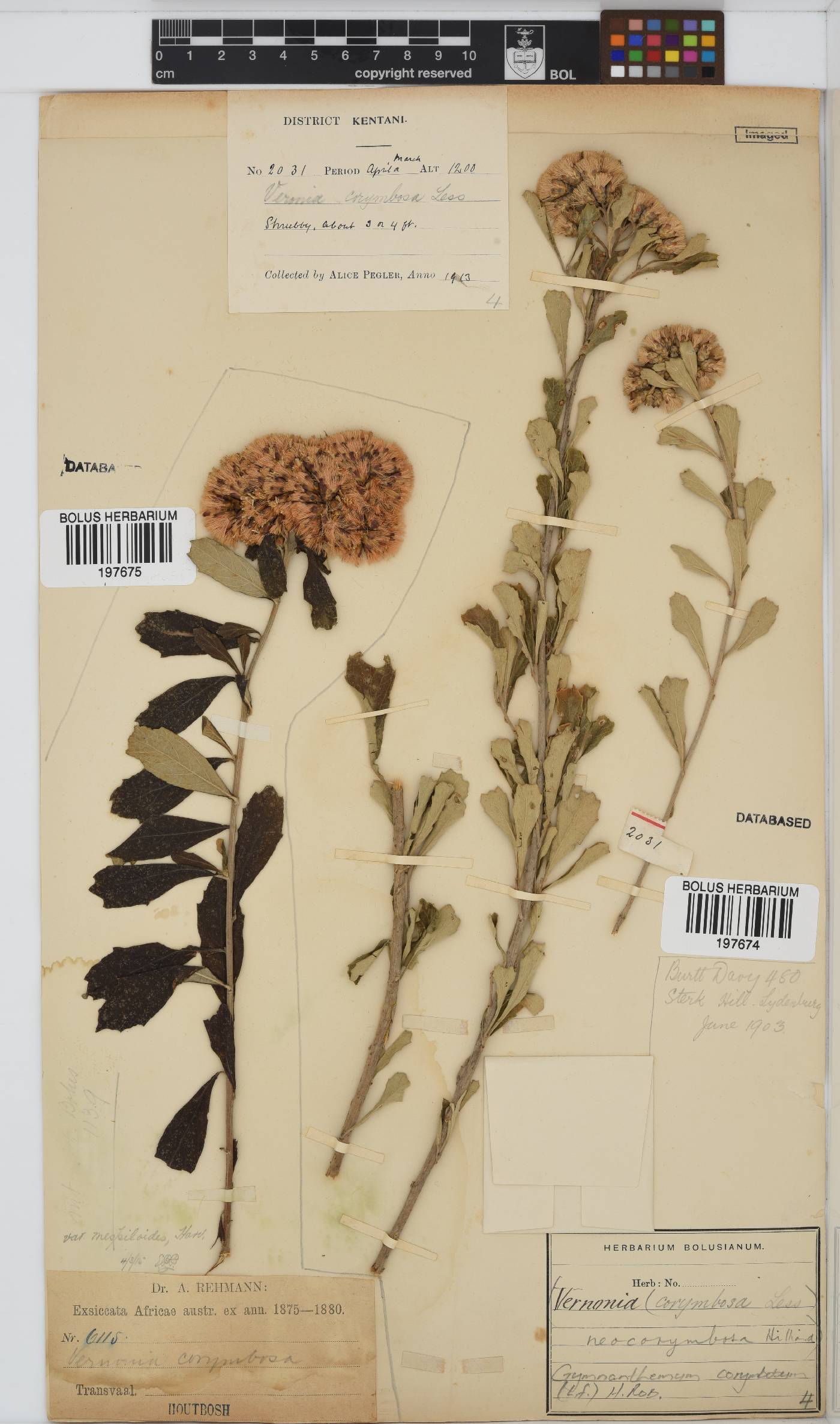 Gymnanthemum corymbosum image