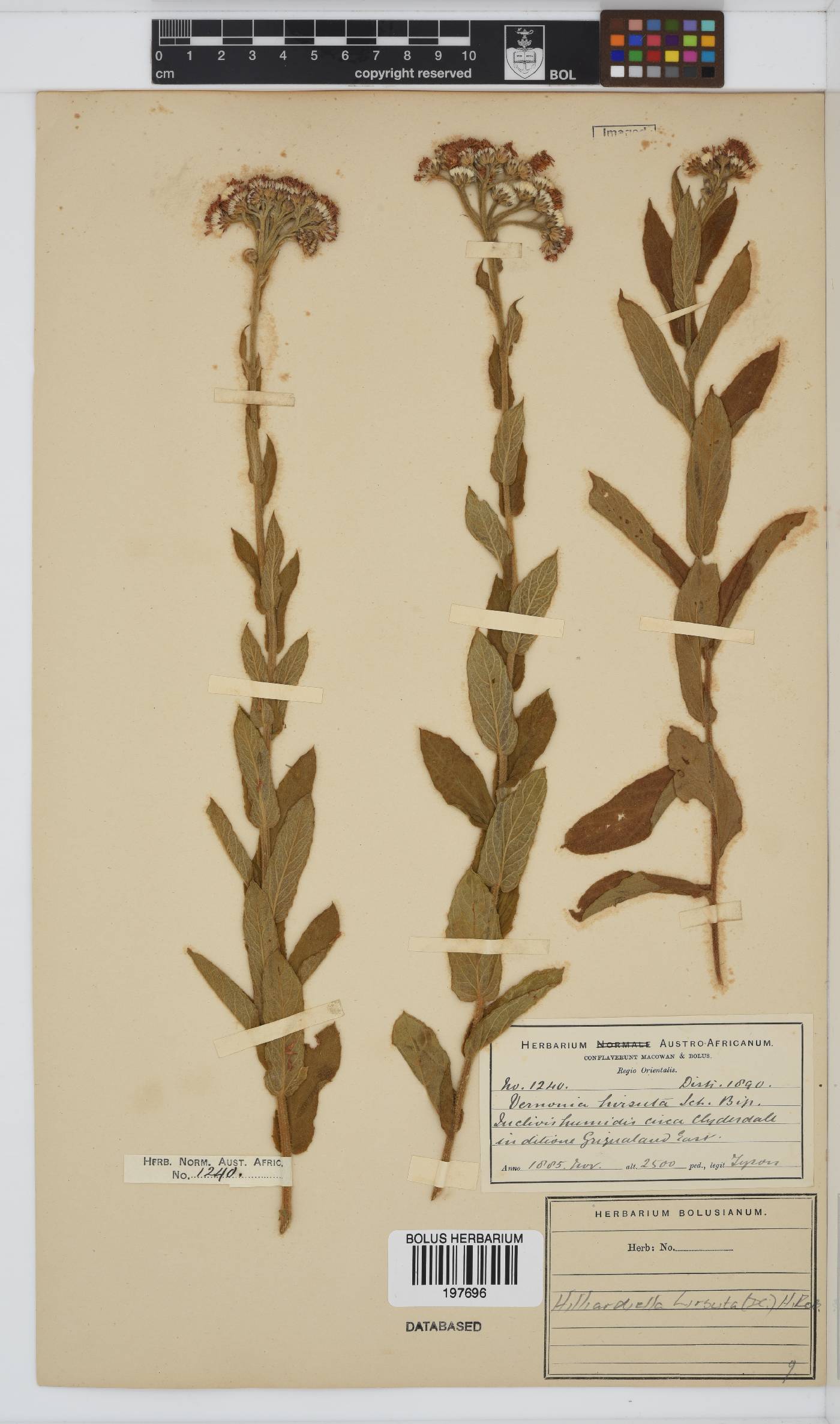 Hilliardiella image