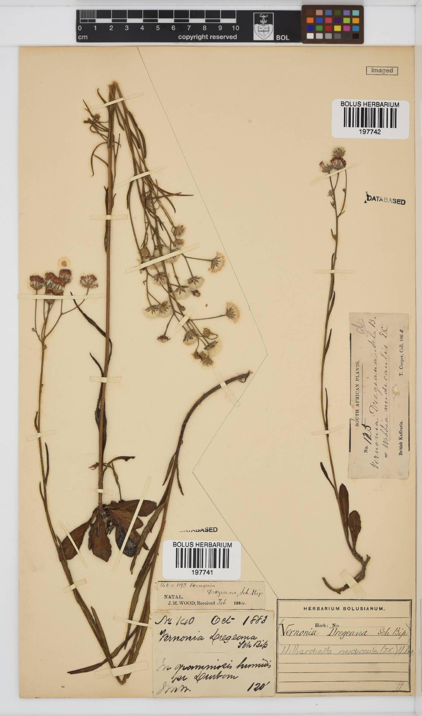 Hilliardiella nudicaulis image