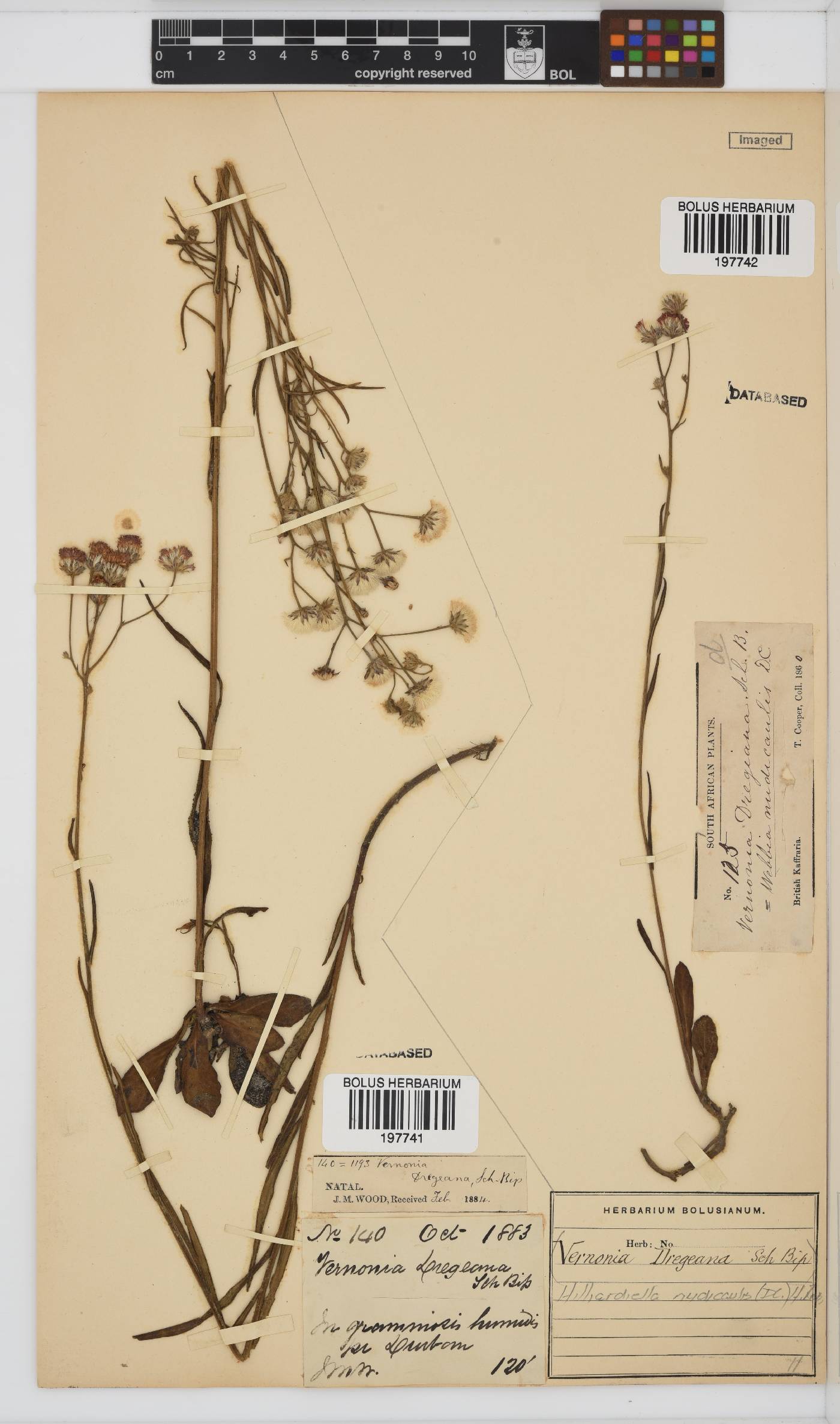 Hilliardiella nudicaulis image