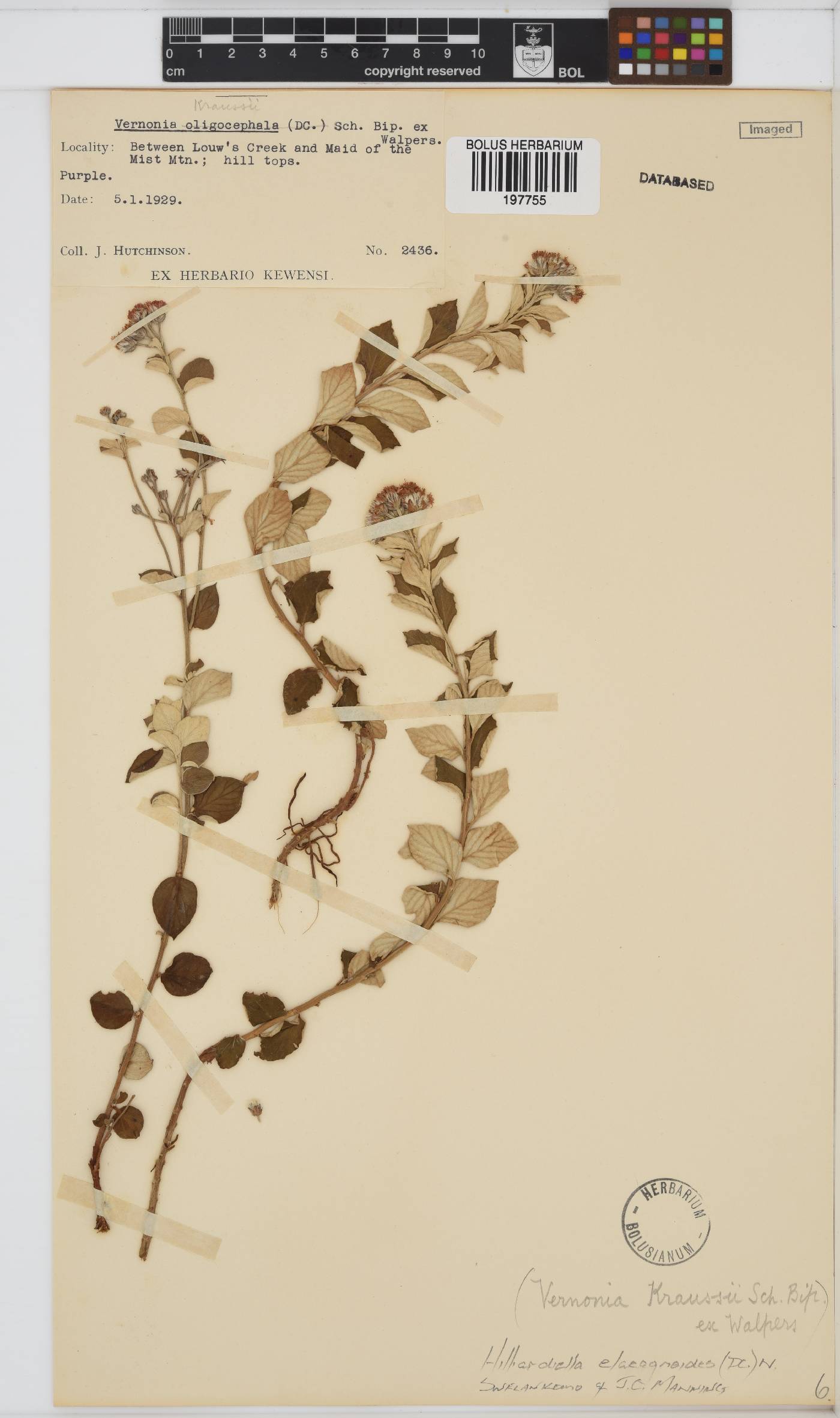 Hilliardiella elaeagnoides image