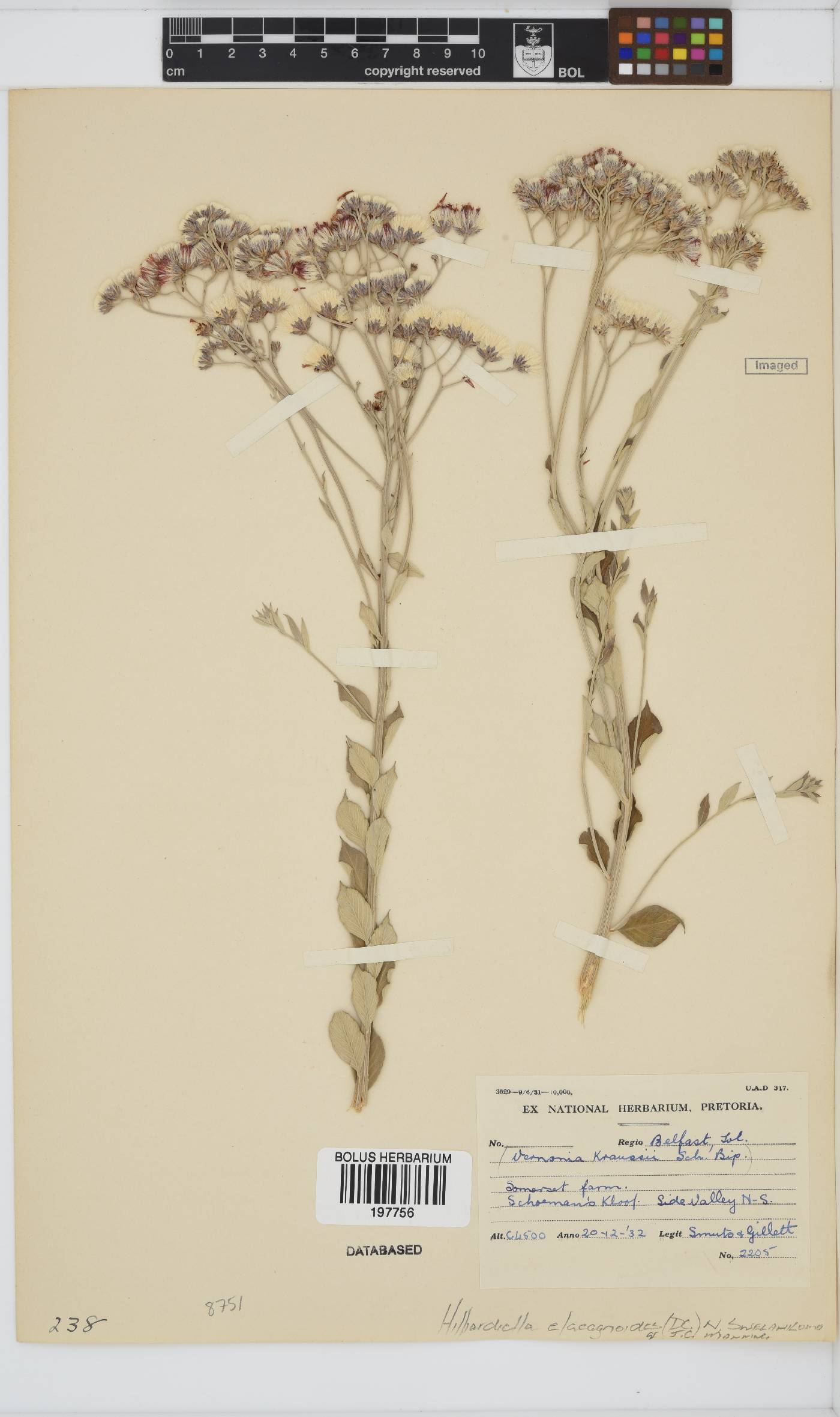 Hilliardiella elaeagnoides image