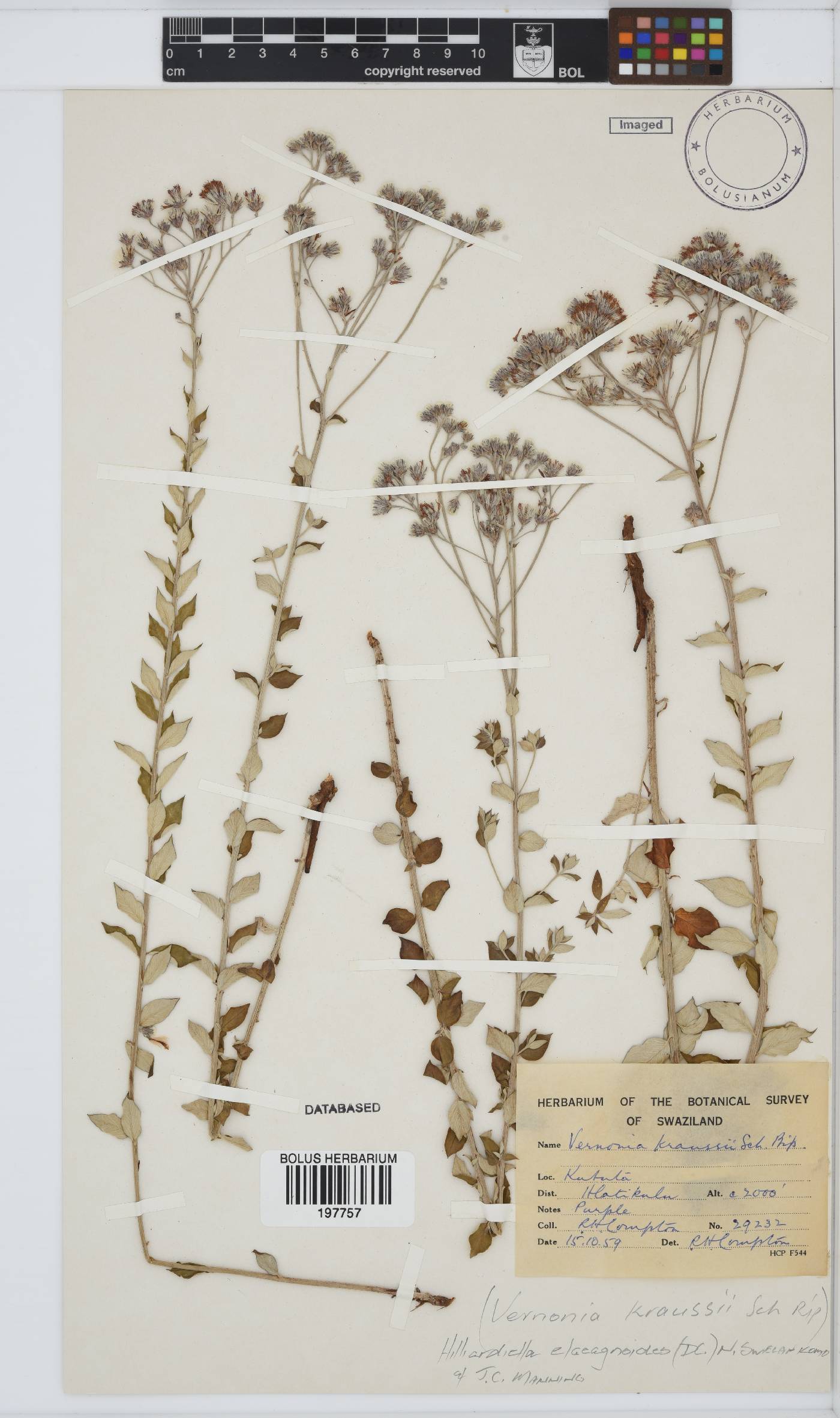 Hilliardiella elaeagnoides image