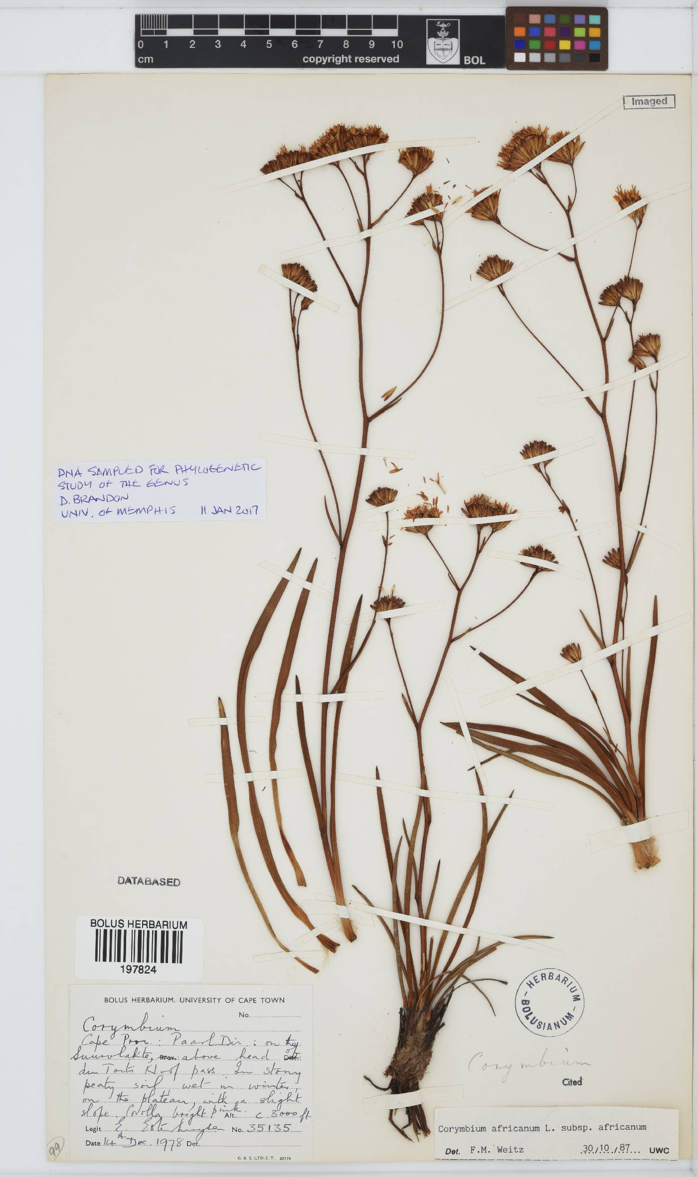 Corymbium africanum subsp. africanum image