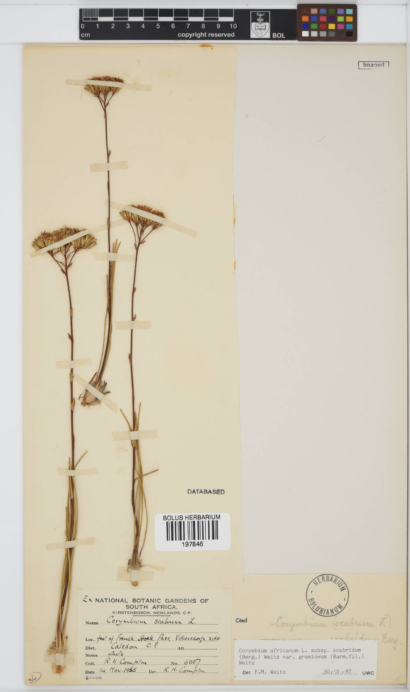 Corymbium africanum image