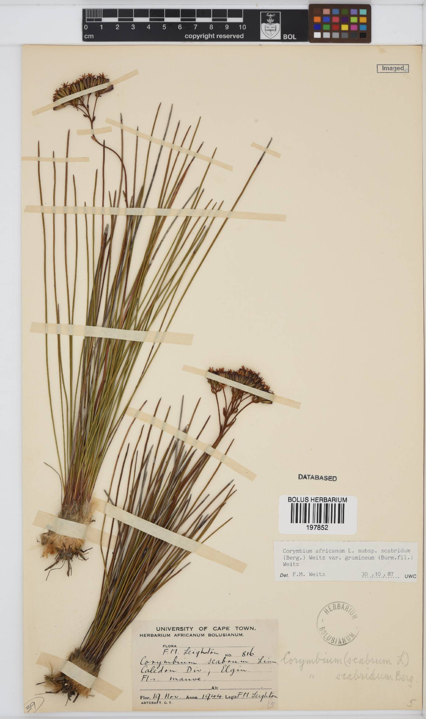 Corymbium africanum image