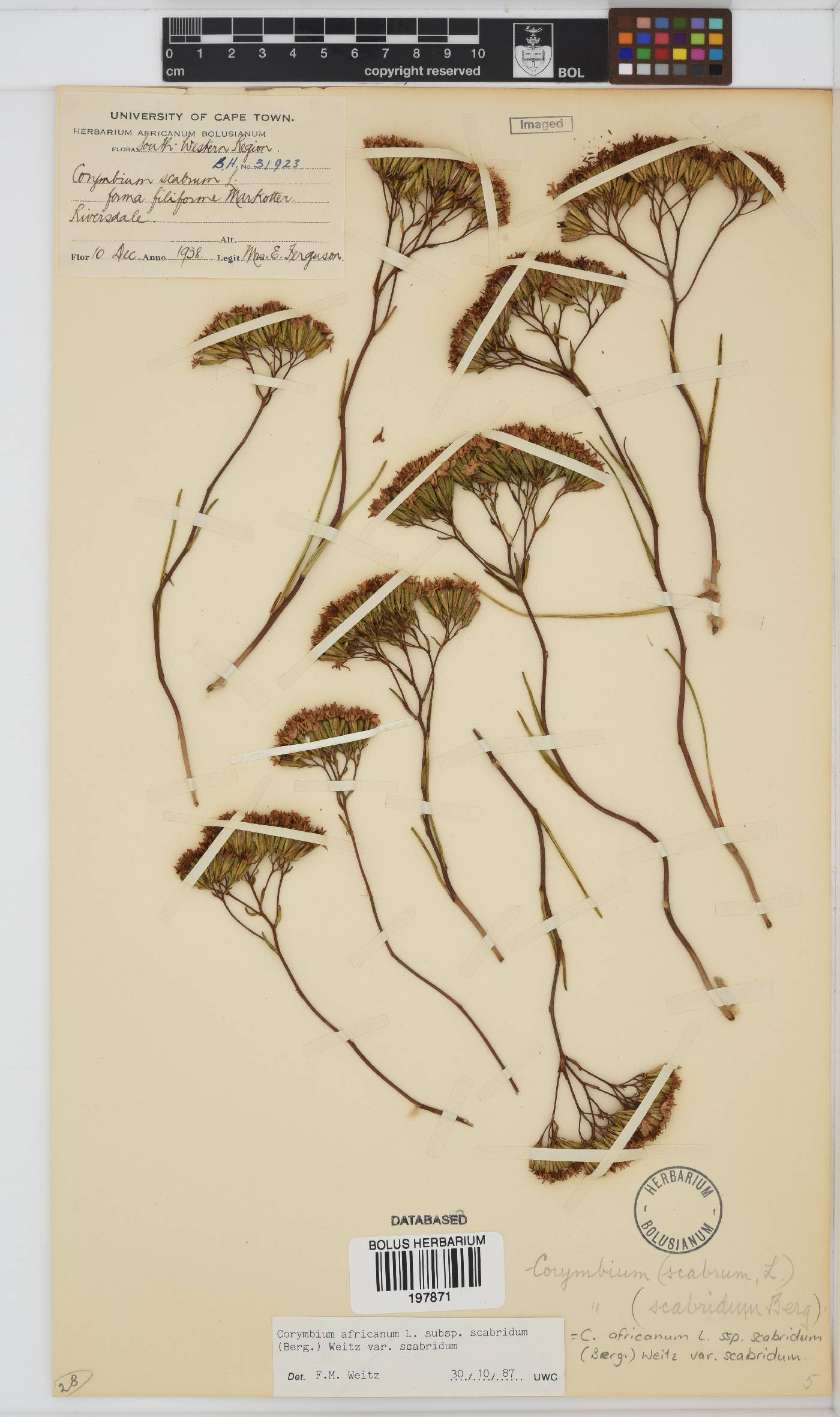 Corymbium africanum var. scabridum image