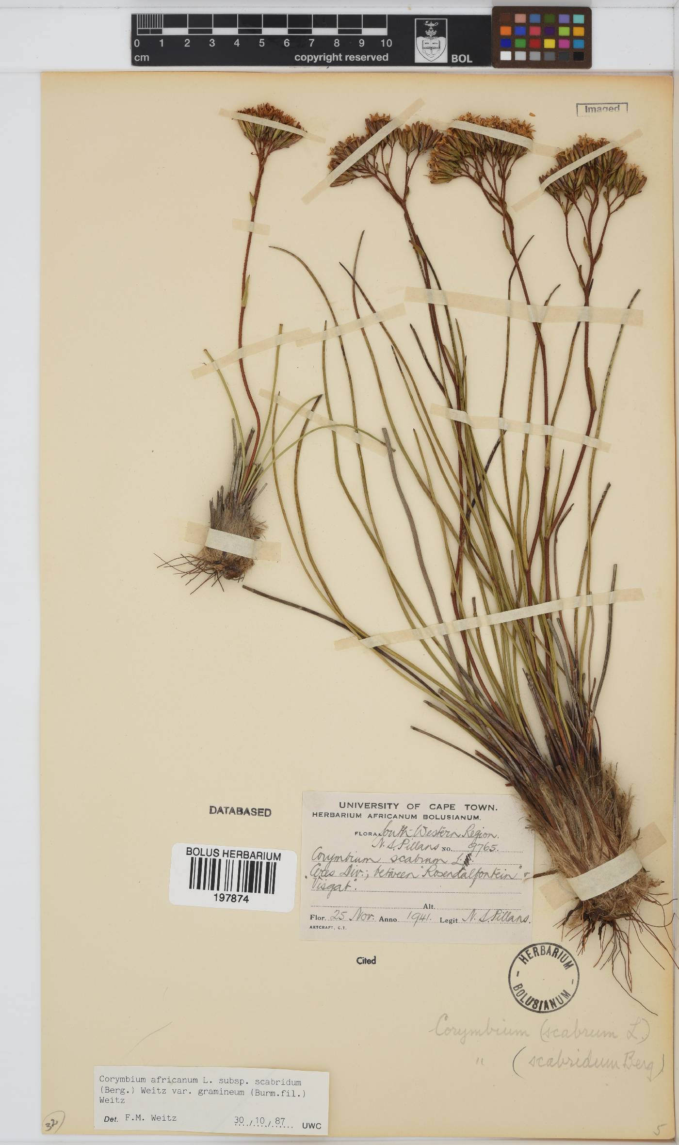 Corymbium africanum var. gramineum image