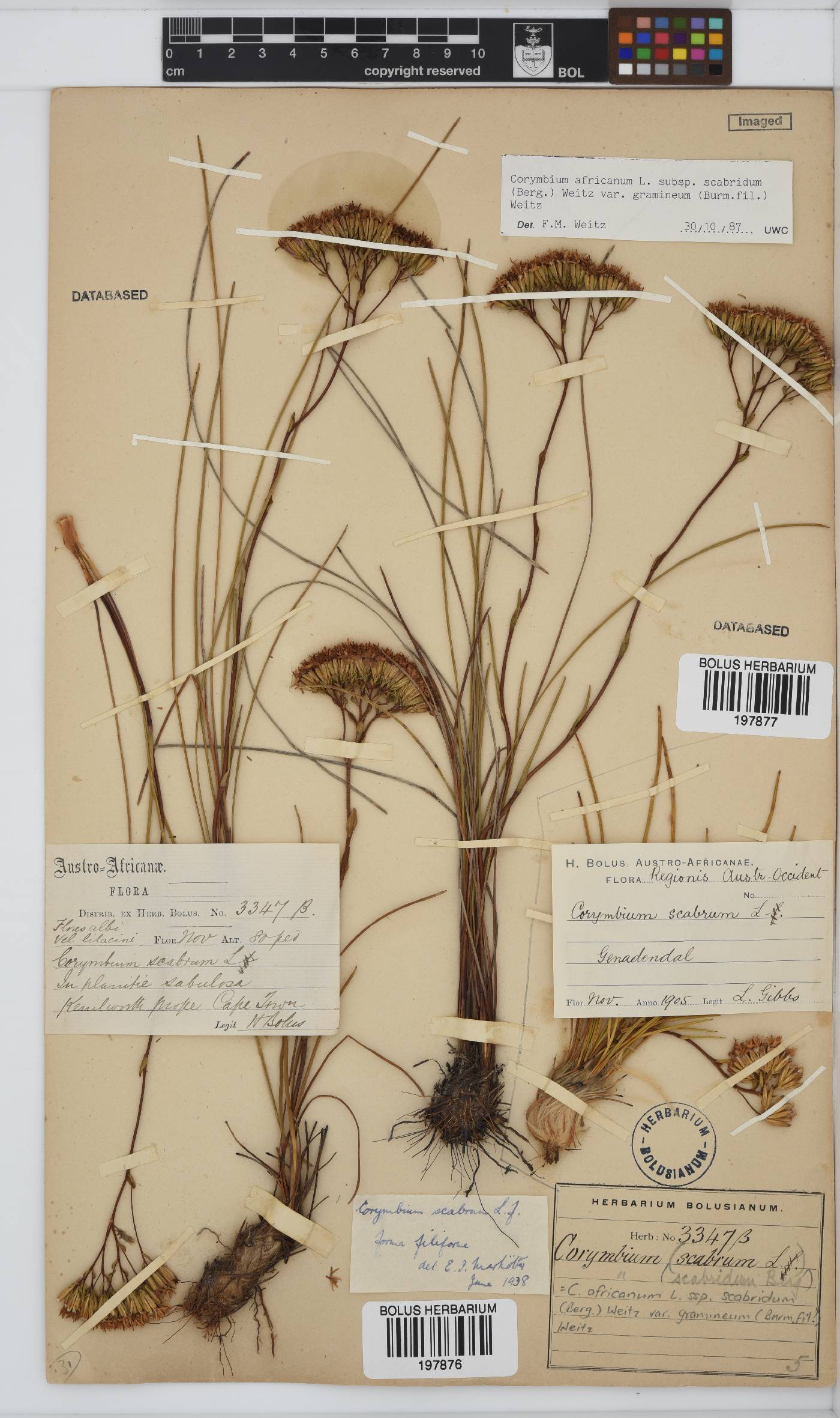 Corymbium africanum var. gramineum image