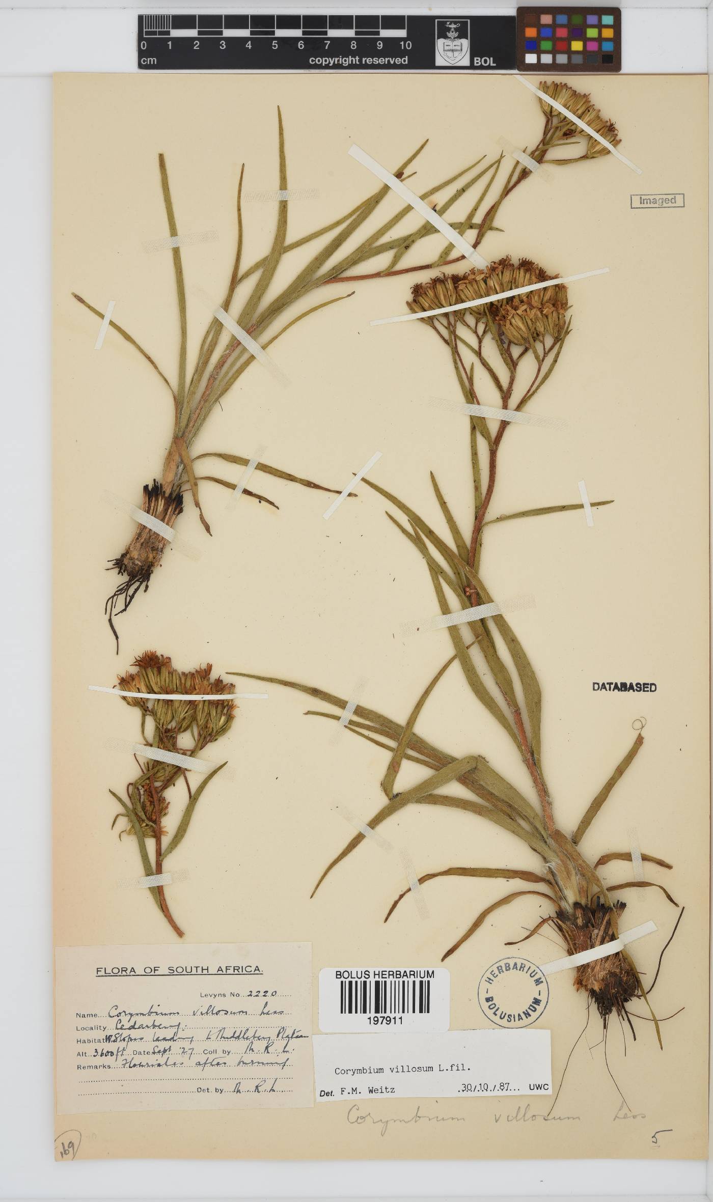 Corymbium villosum image