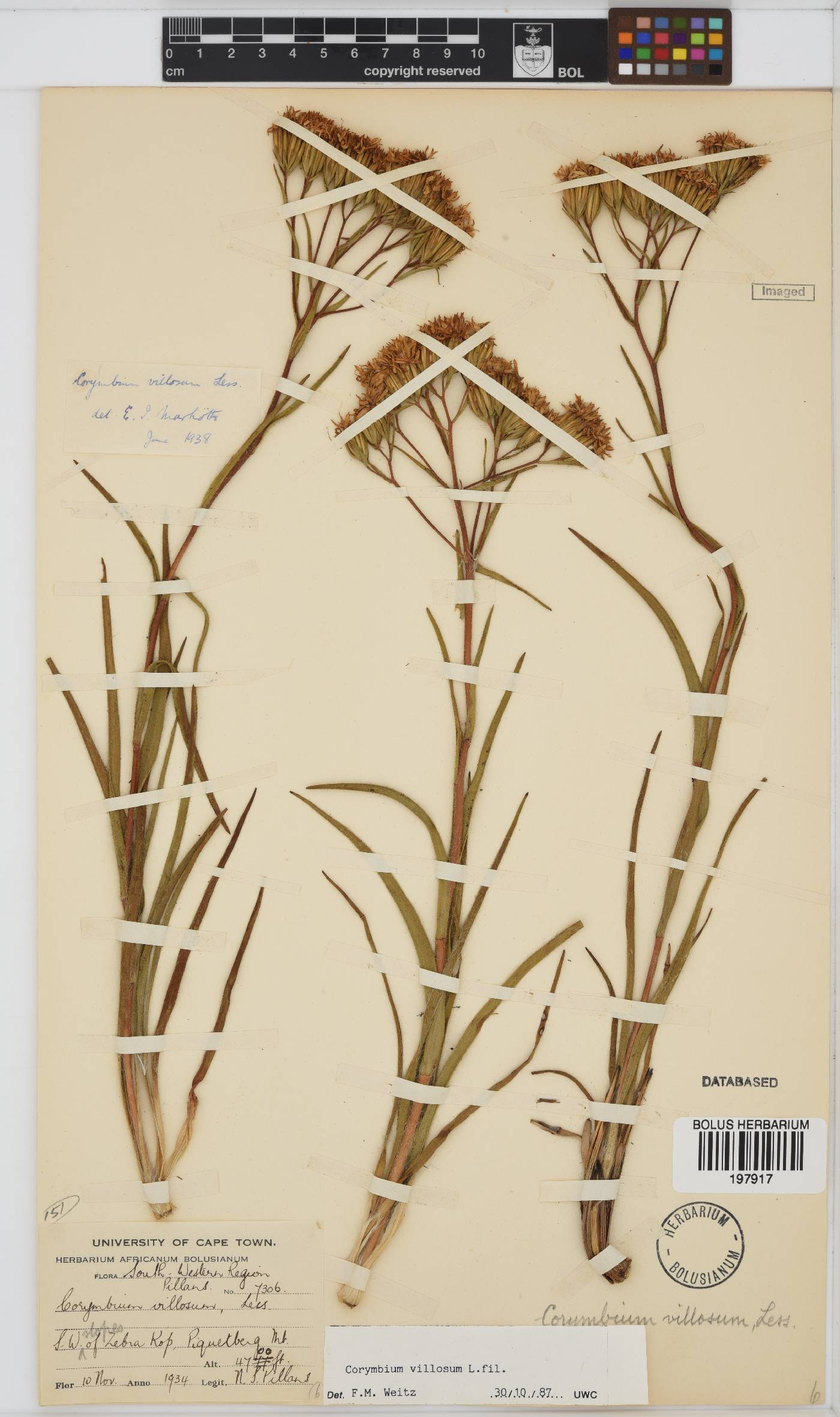 Corymbium villosum image